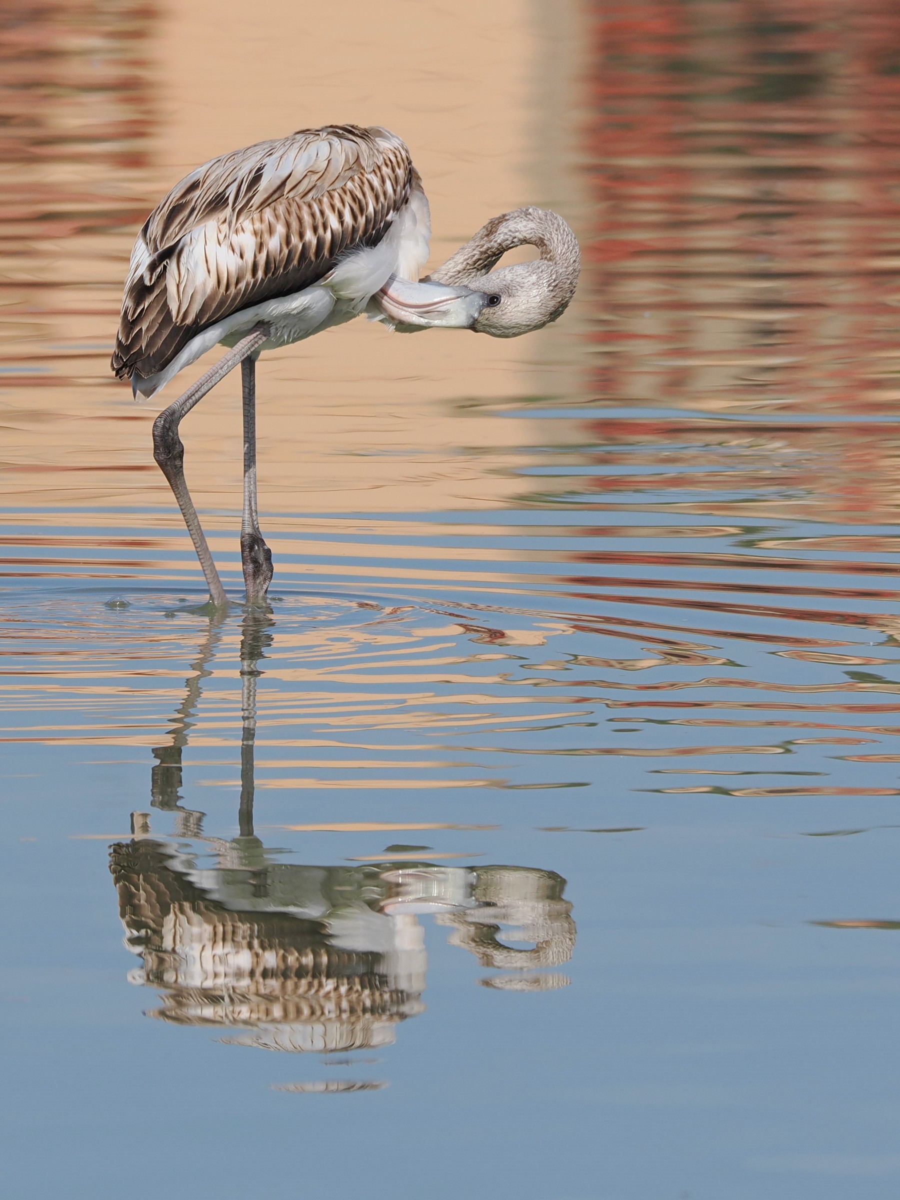 Juv Flamingo.