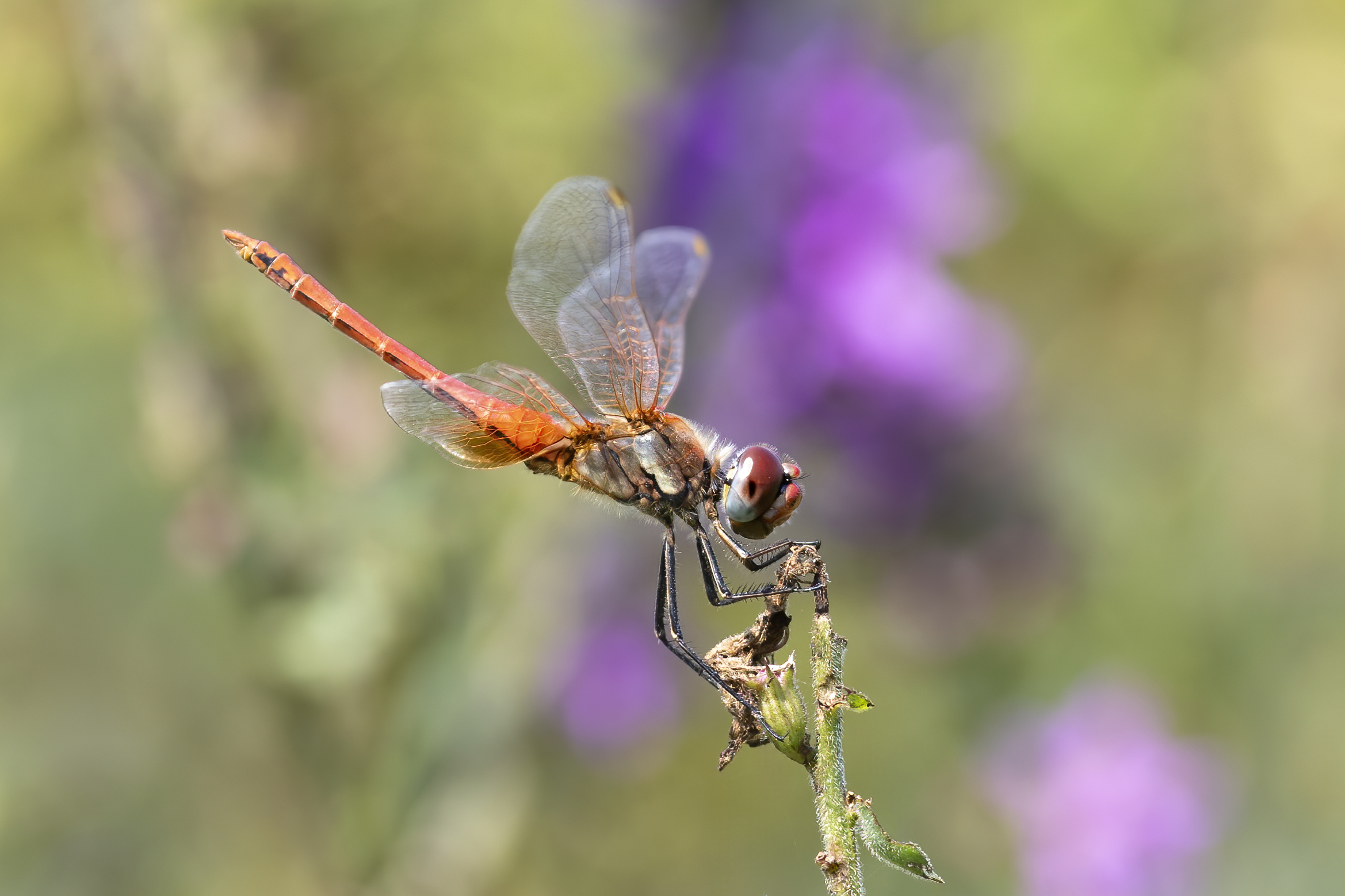 libellula