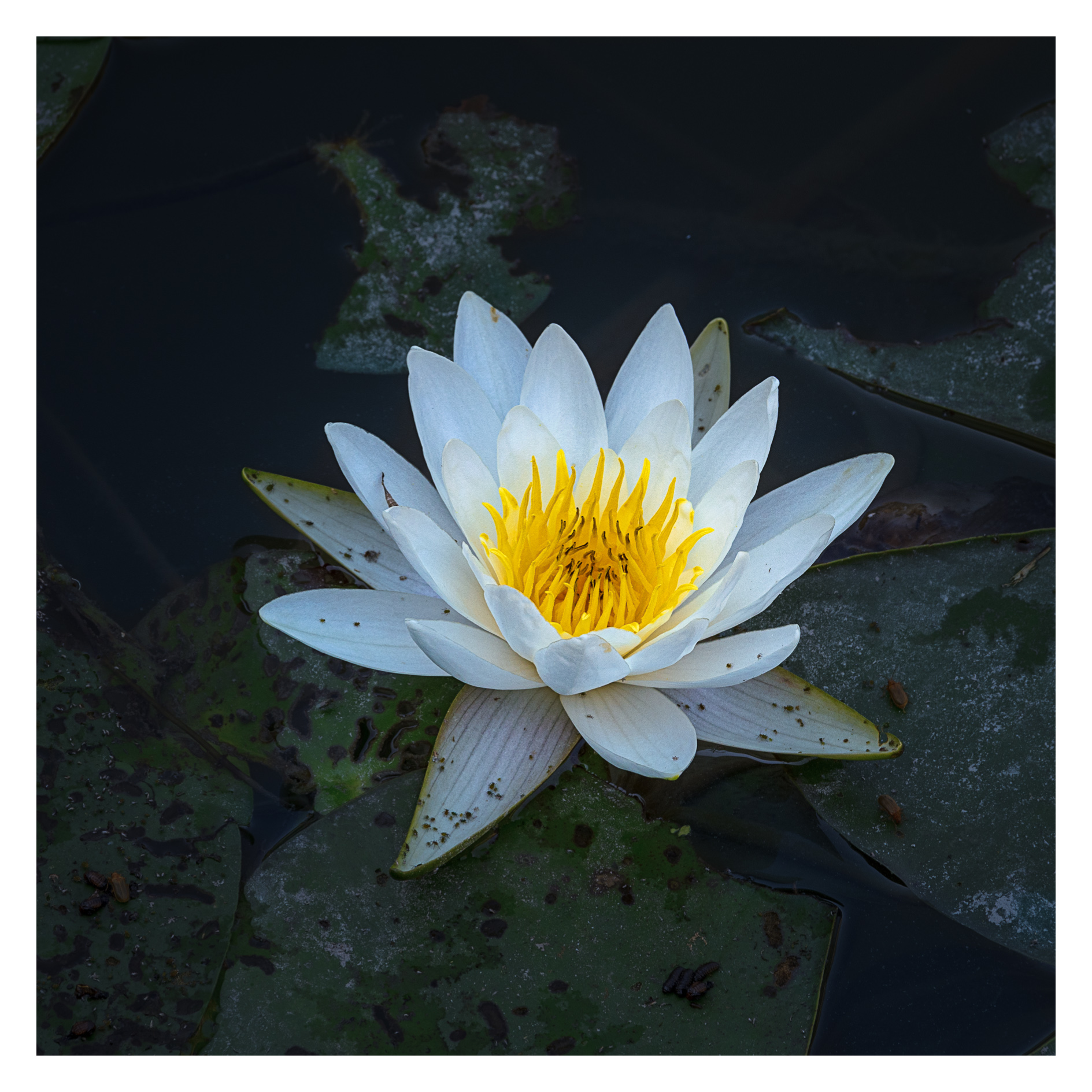 Common Water Lily (Nymphaea alba)