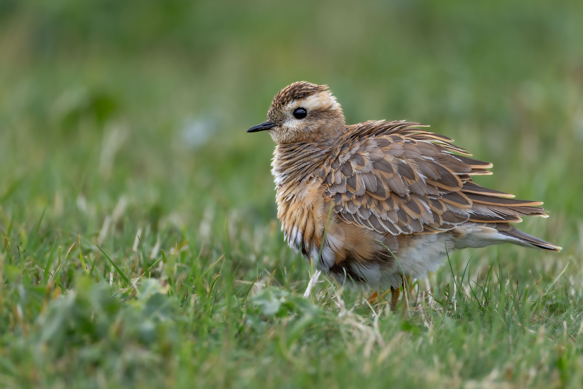 Tortolino Plover