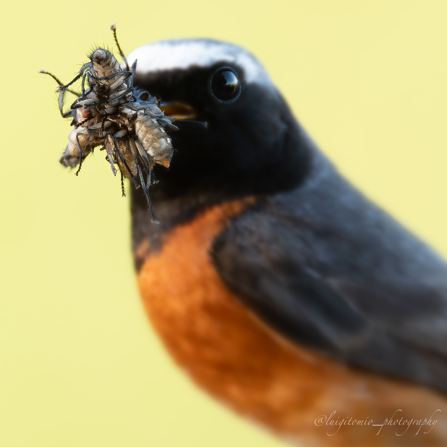 Shut up and fly!
