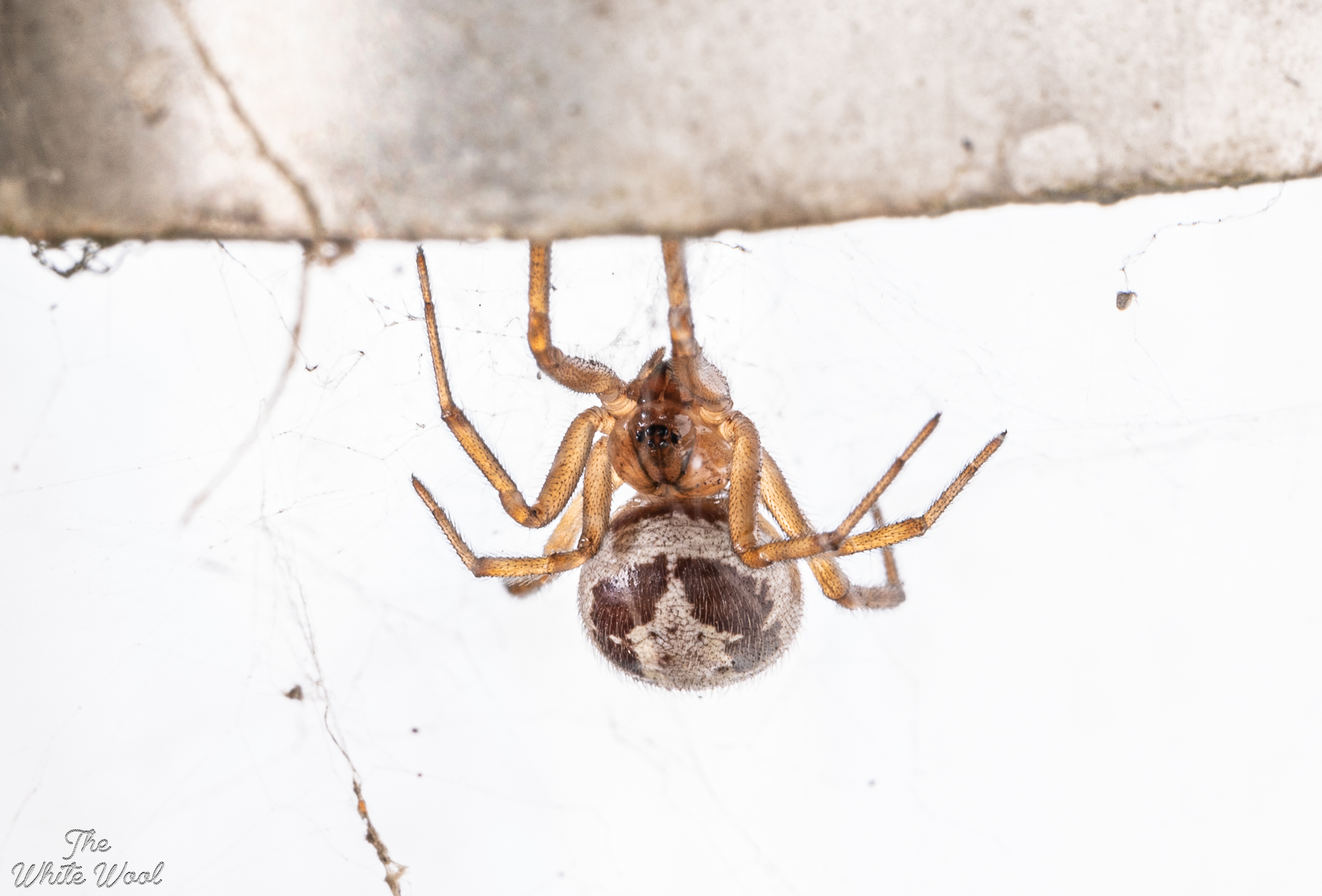 Steatoda nobilis