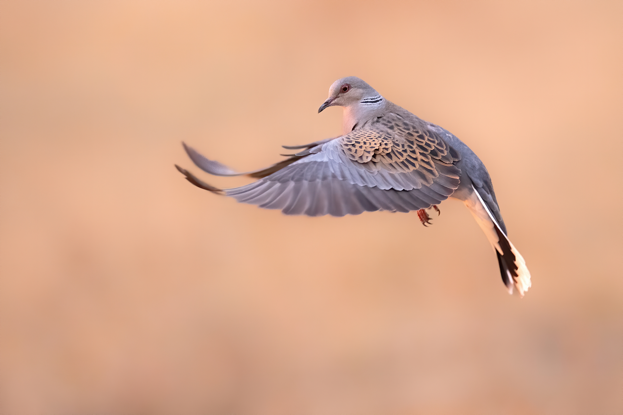 Tortora selvatica (Streptopelia turtur), Turtle dove