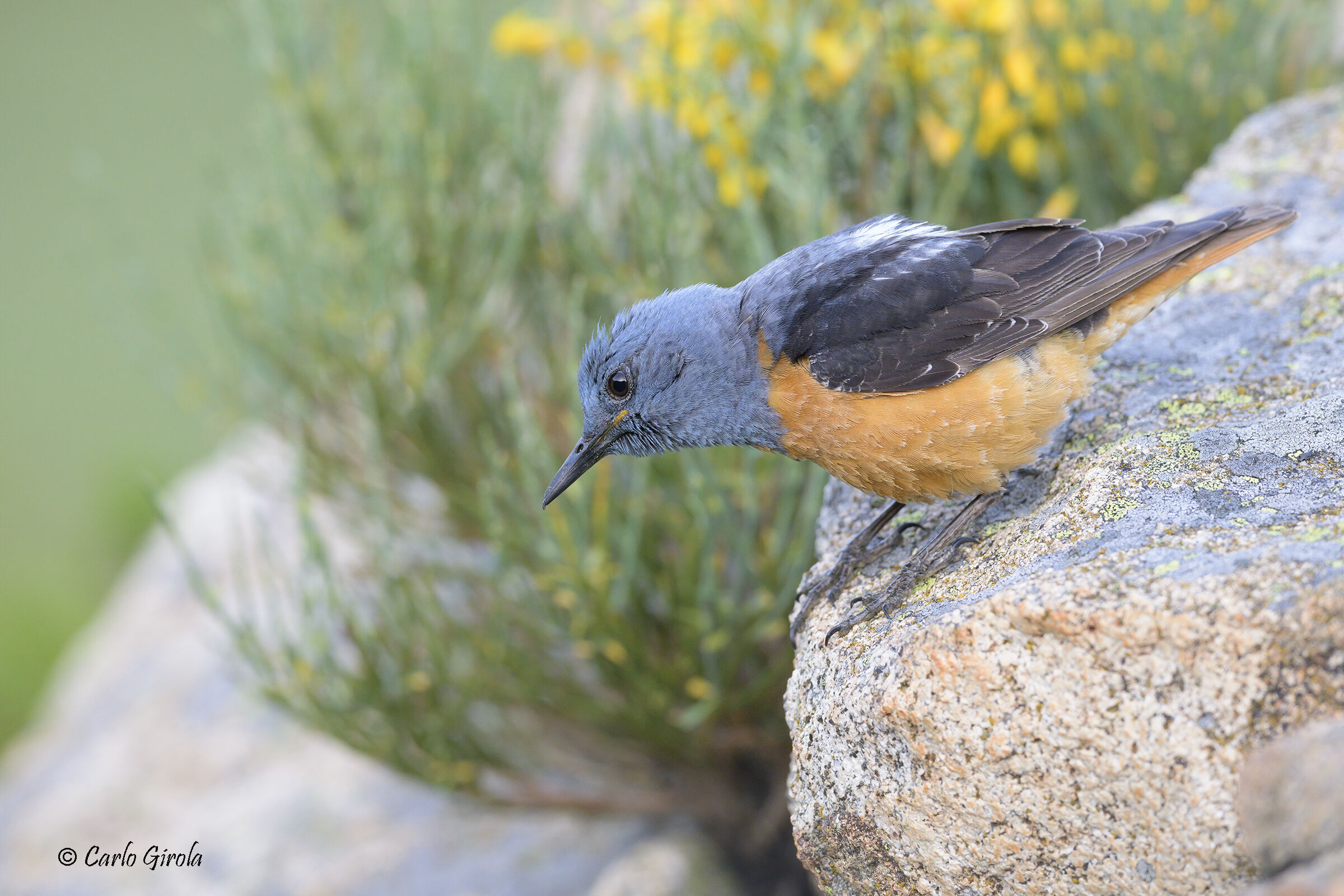 Rock thrush (Monticola saxatilis)