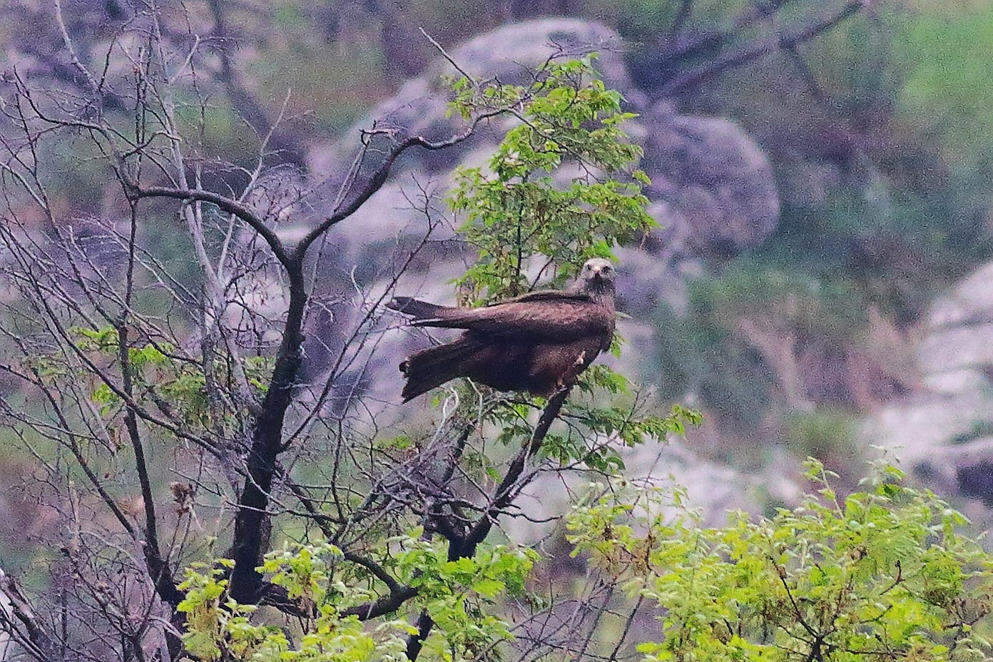 Nibbio bruno 09 aprile 2024 - 8076
