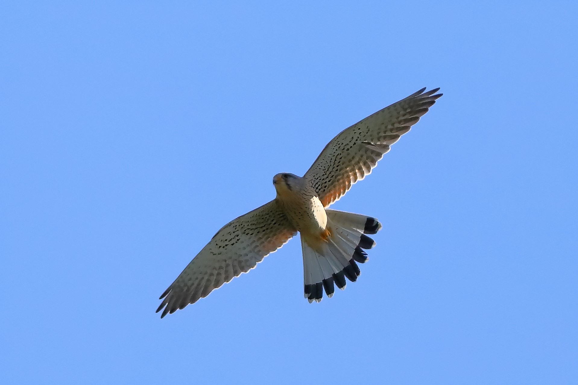 Gheppio 11 aprile 2024 - 0042