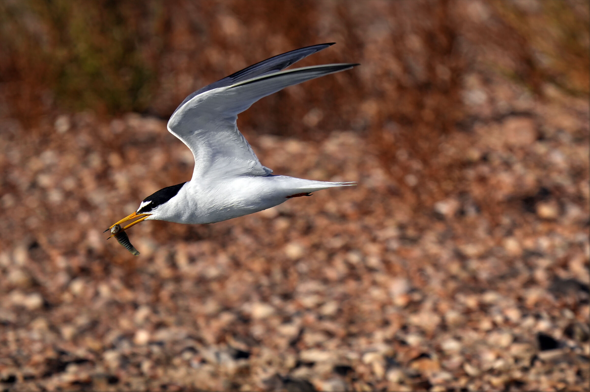 little tern
