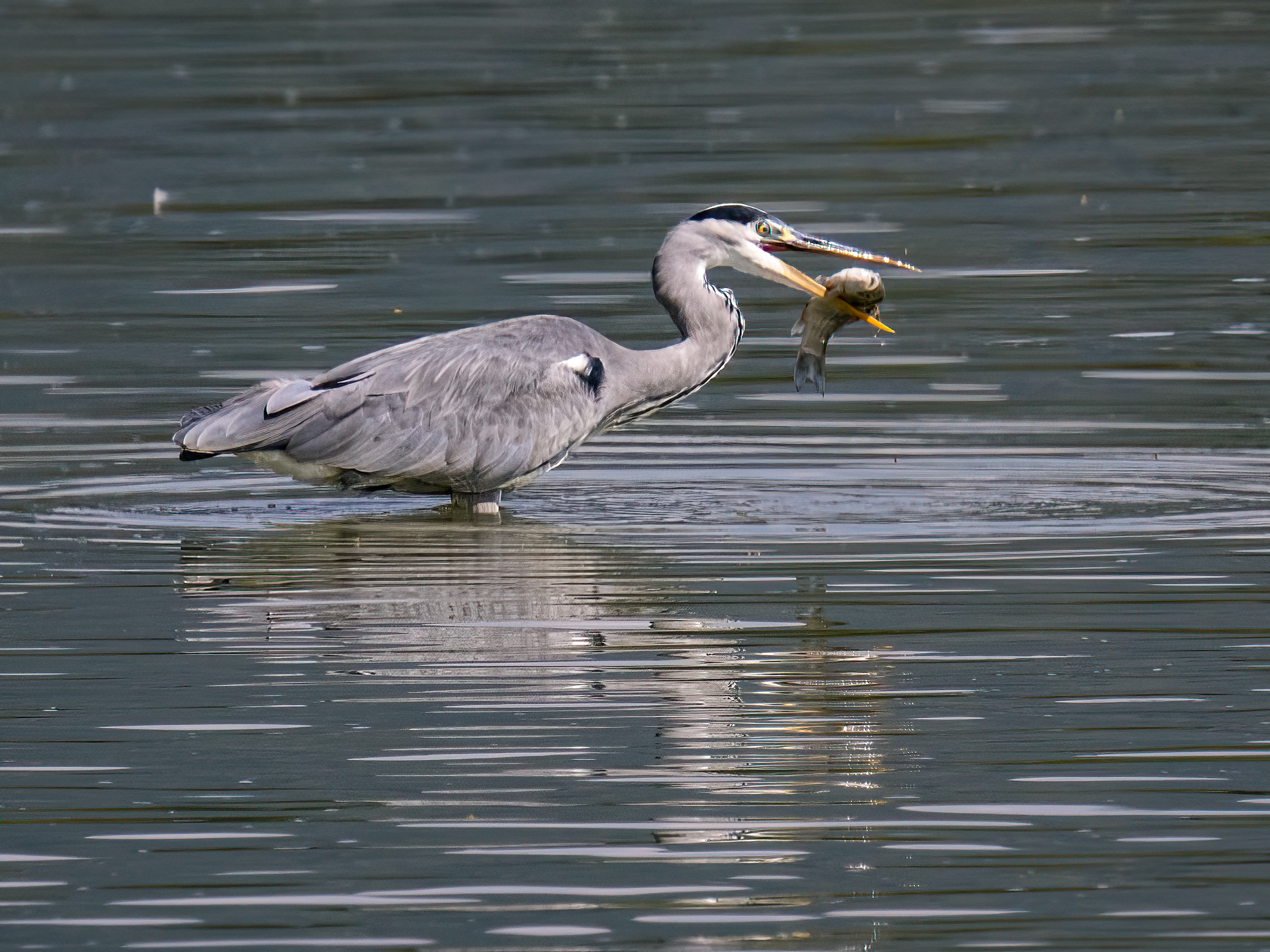Grey Heron with Prey