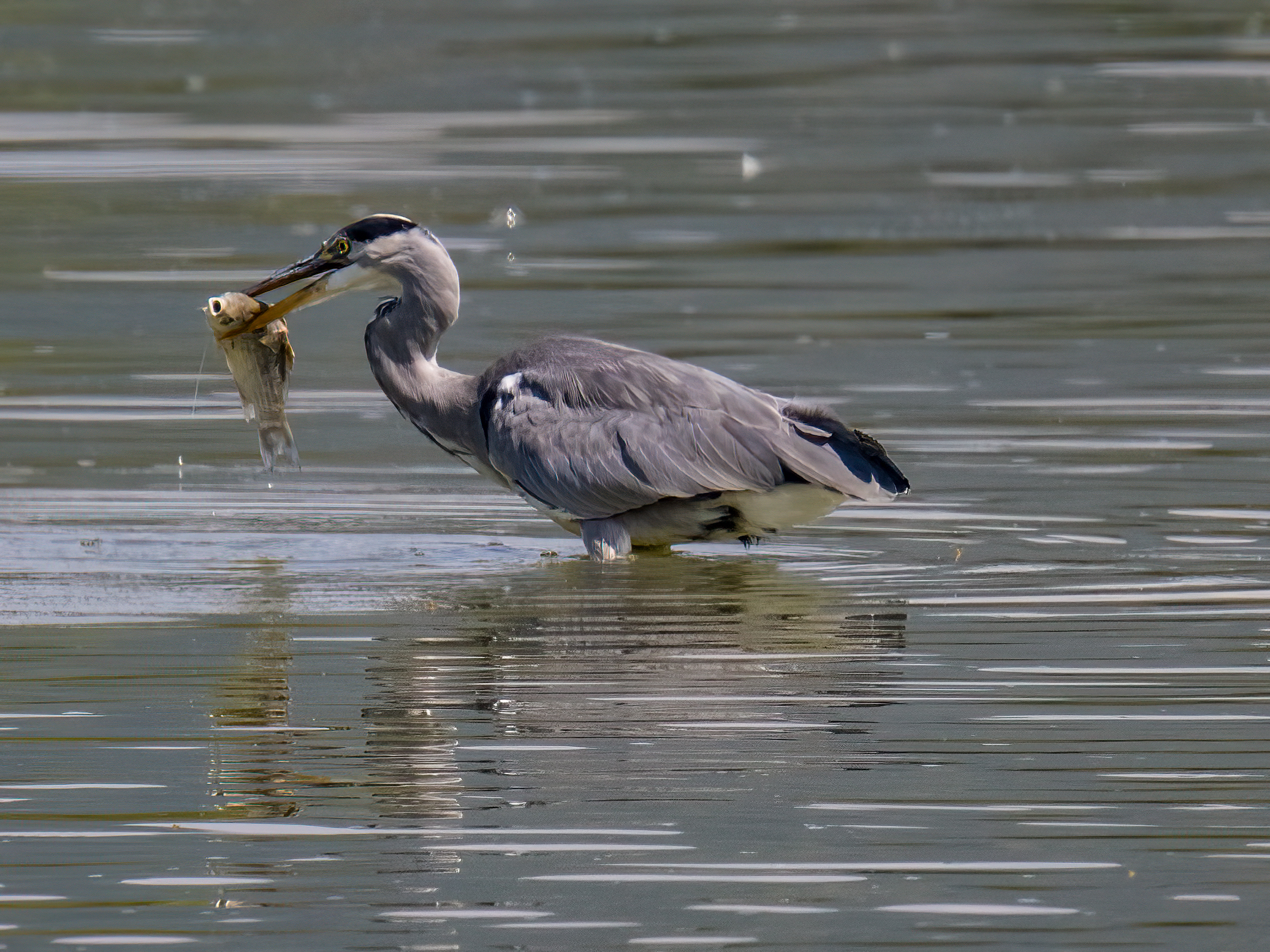 Grey Heron with Prey