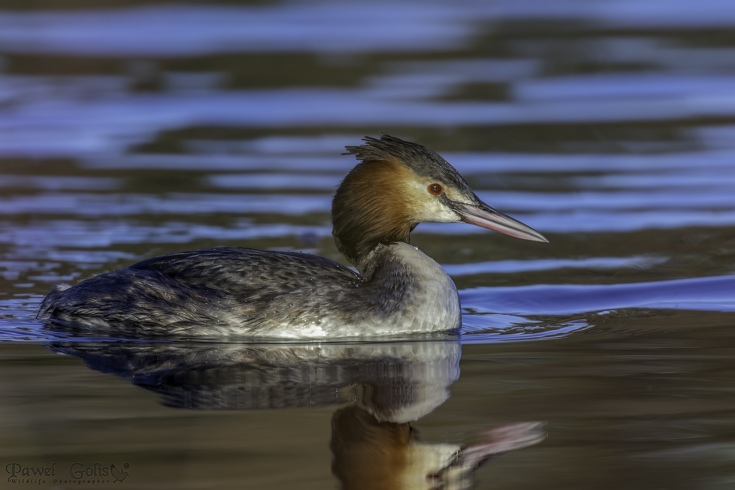 Svasso maggiore (Podiceps cristatus)