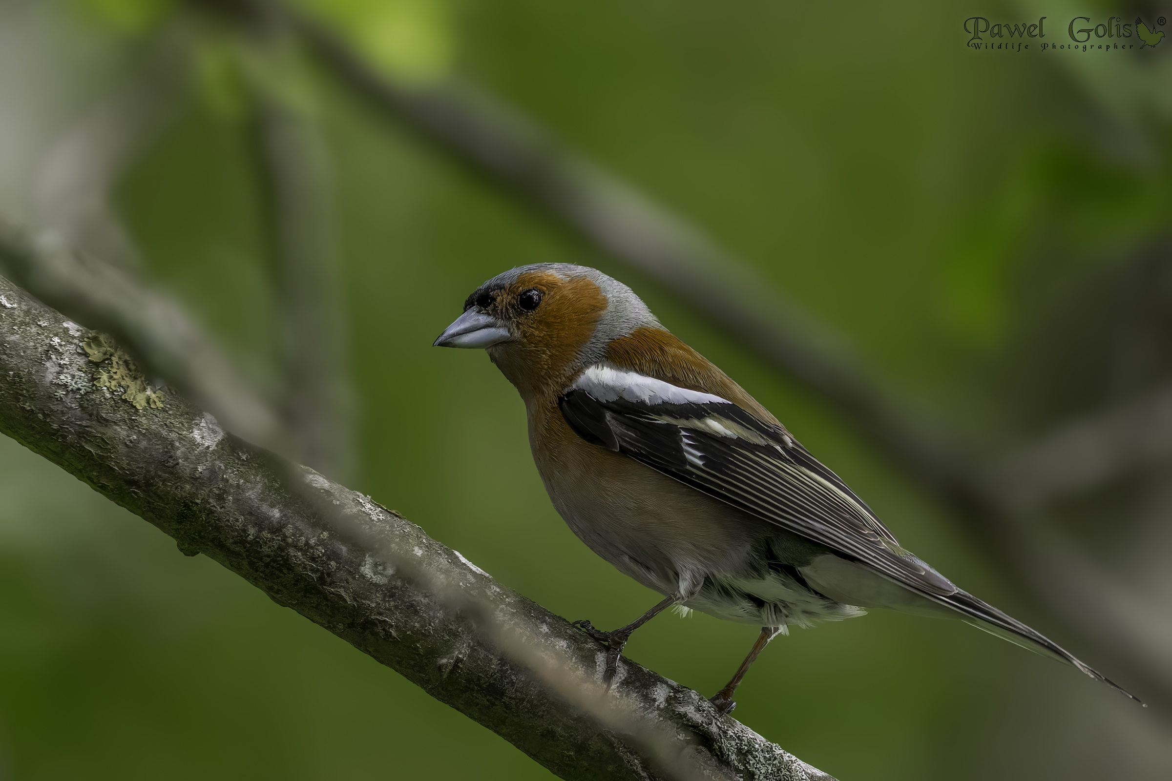 Fringuello comune (Fringilla coelebs)