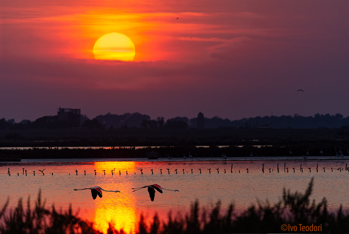 Sunset in the salt pan (Comacchio Fe)