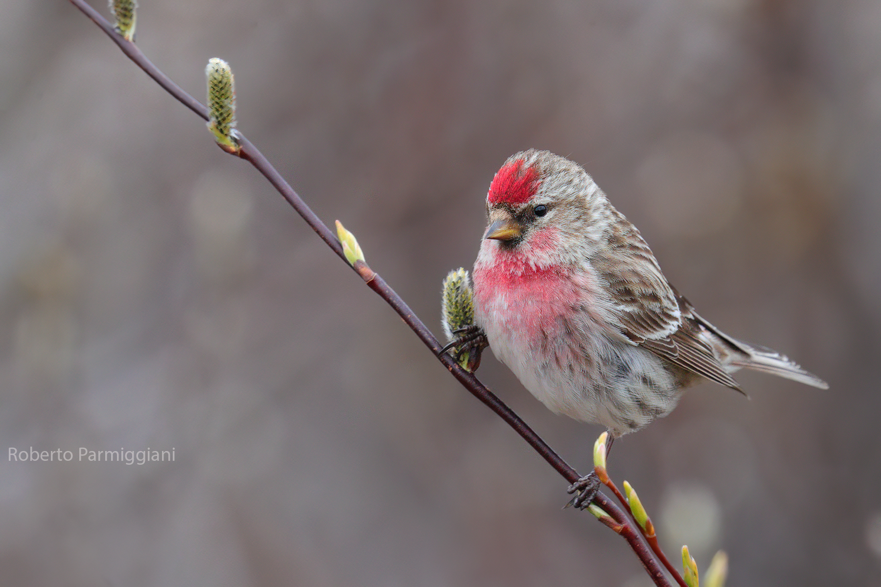 Arctic redpoll