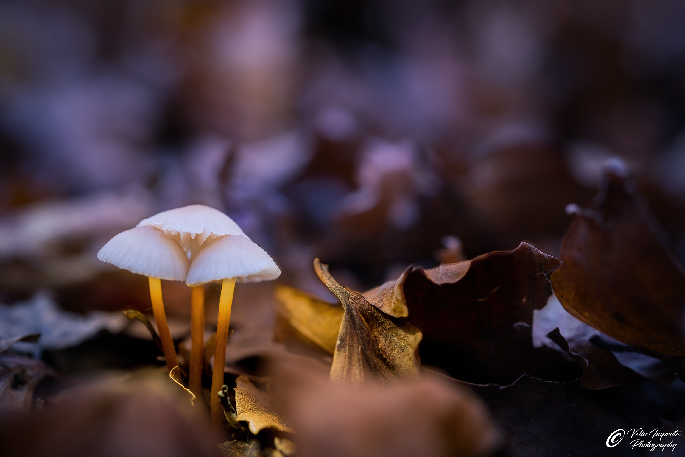 The first Three of a Kind