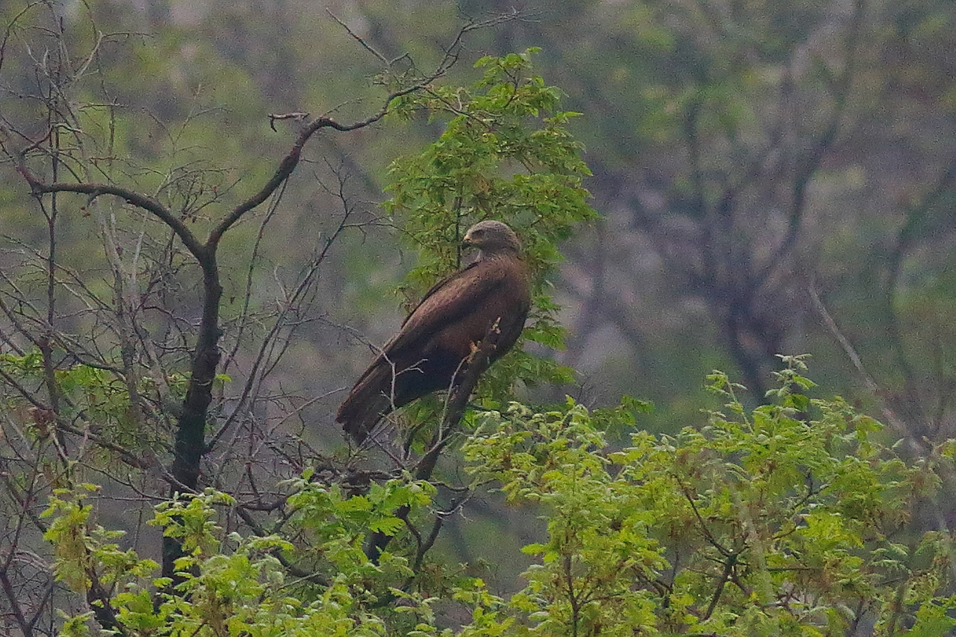 Nibbio bruno 09 aprile 2024 - 8089