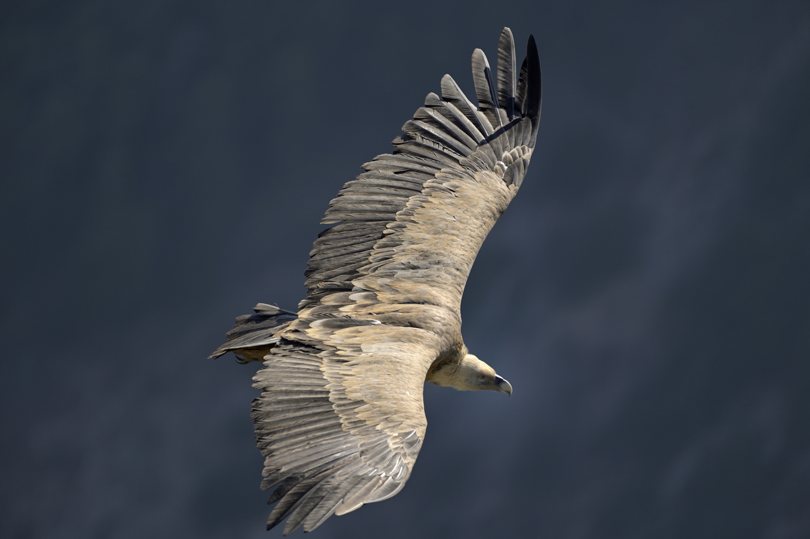 Grifone, Gole del Verdon