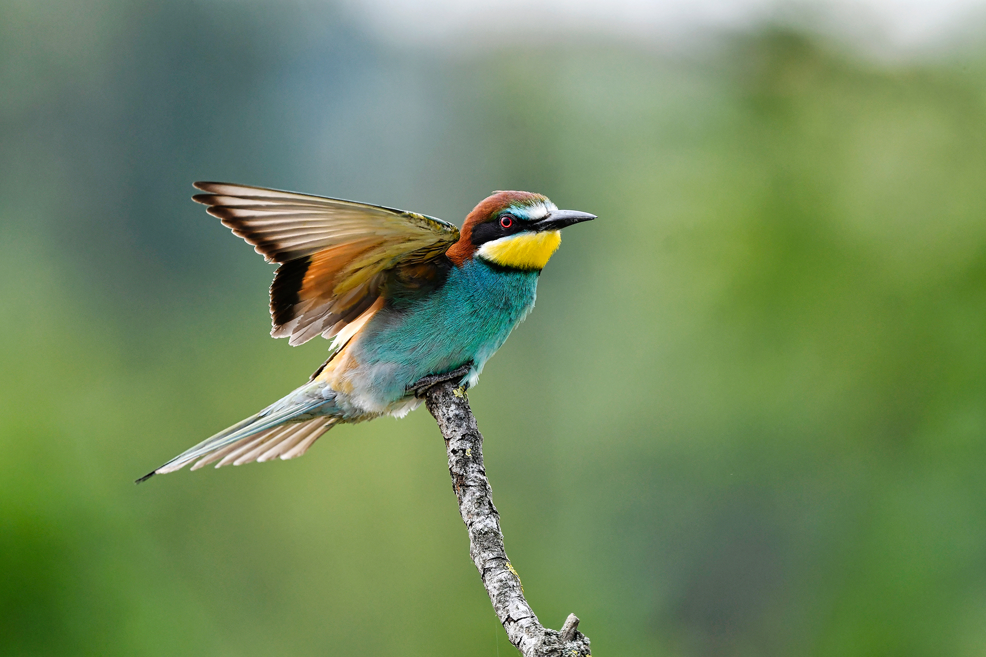 Bee-eater