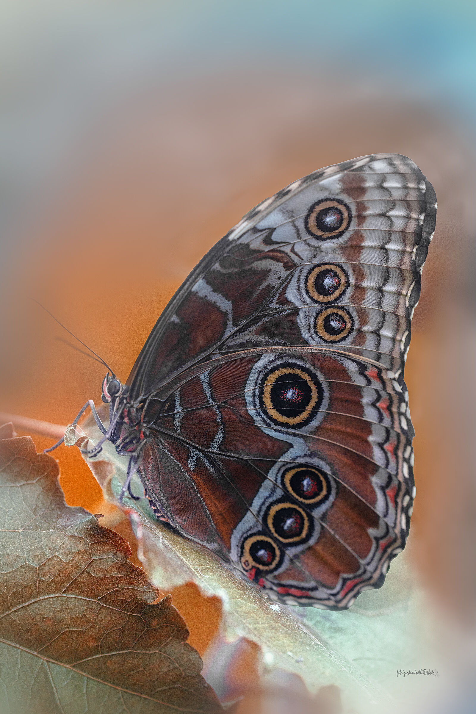 Morpho peleides
