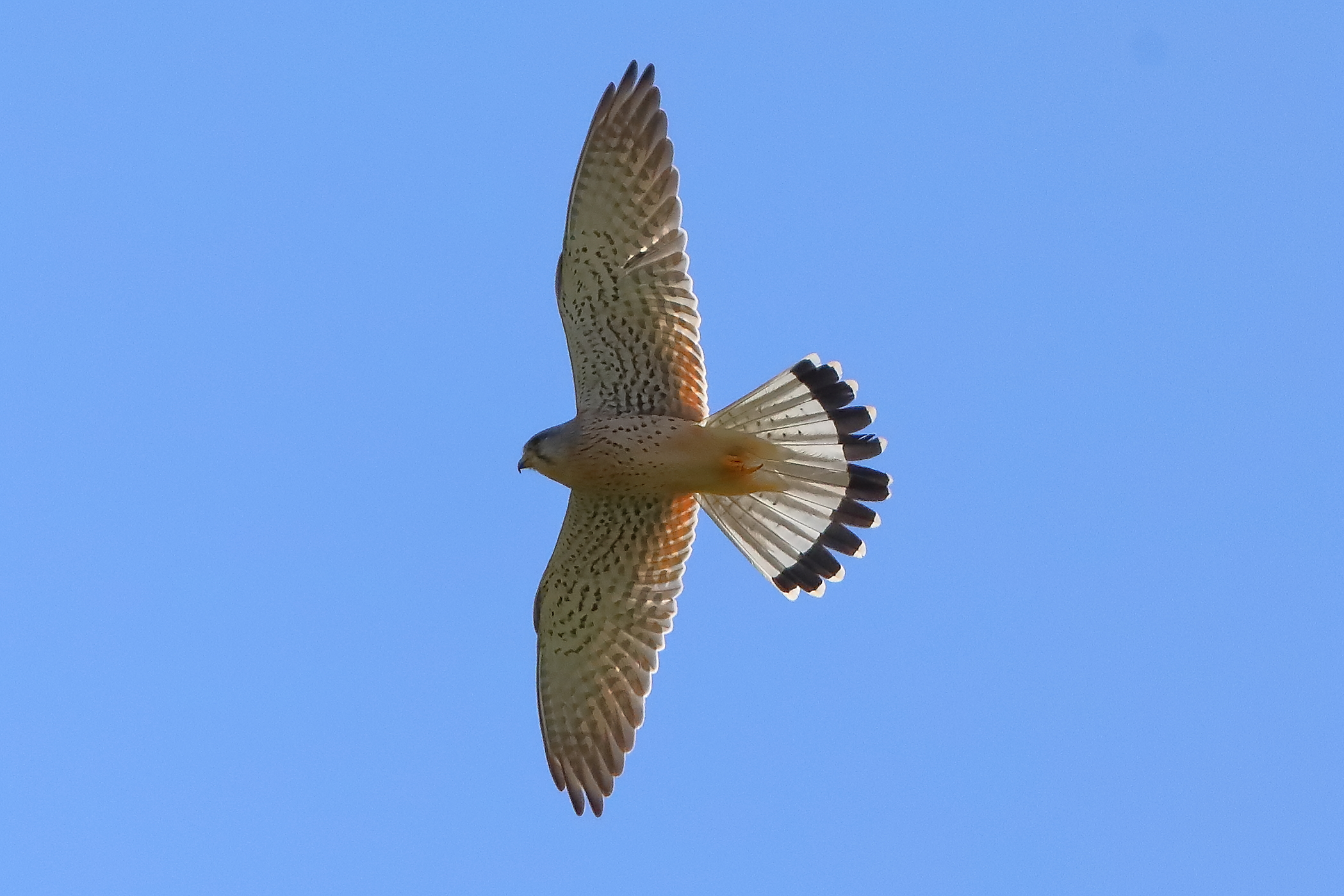 Gheppio 11 aprile 2024 - 0050