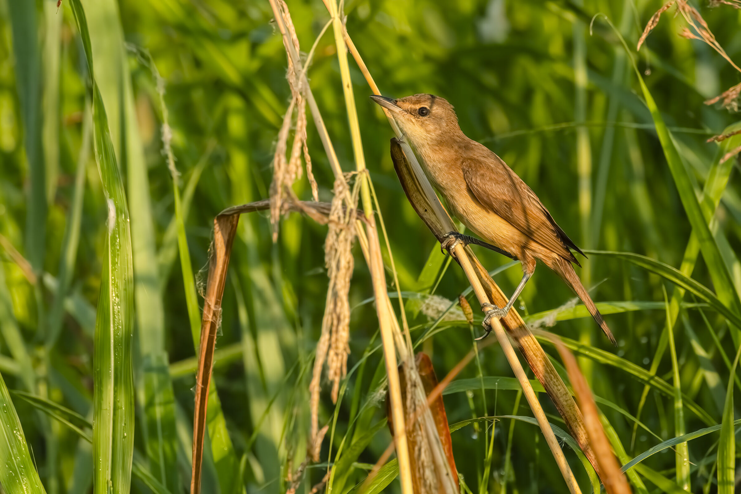 Greenish reed warbler