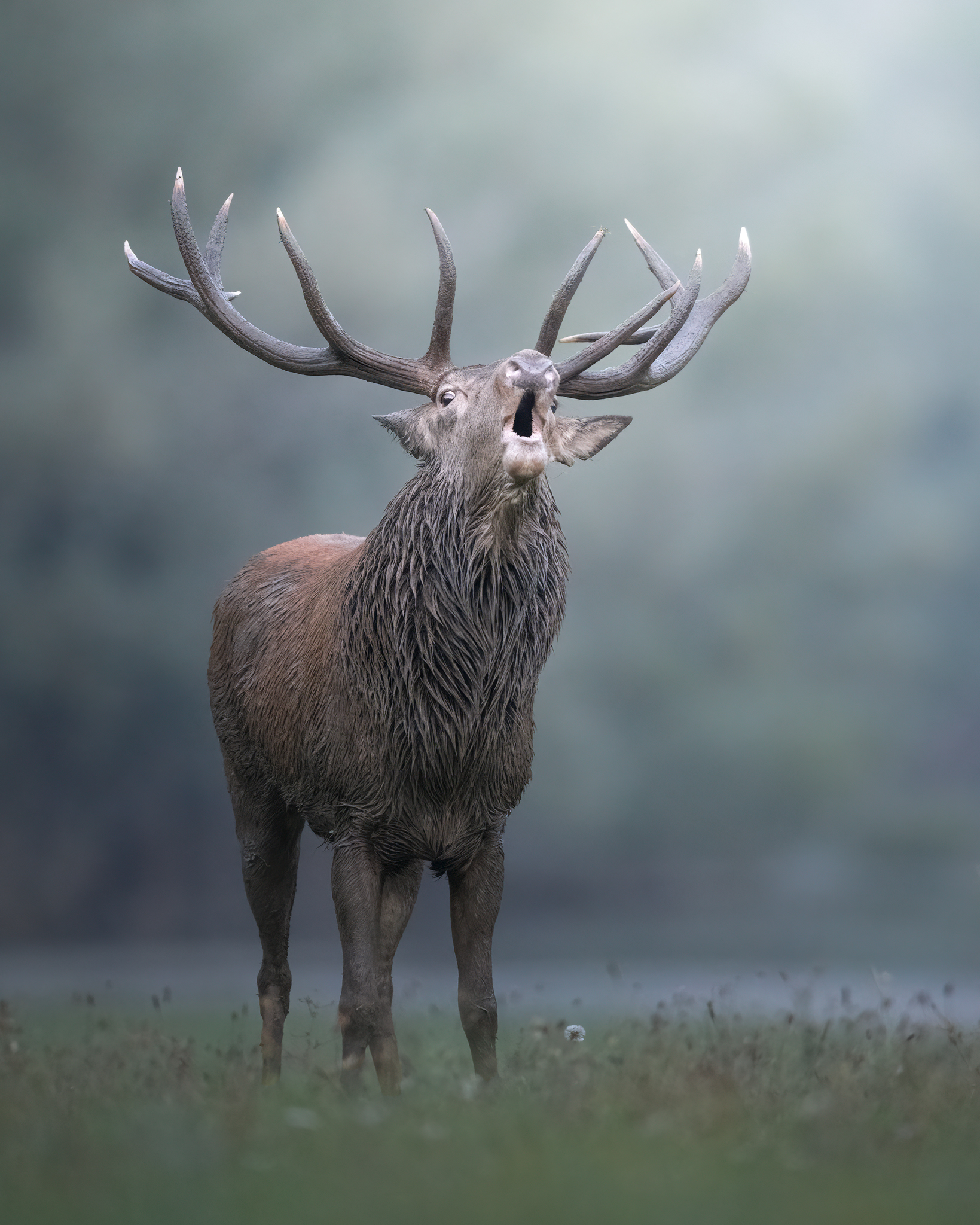 Bramito 2024, let's start like this!