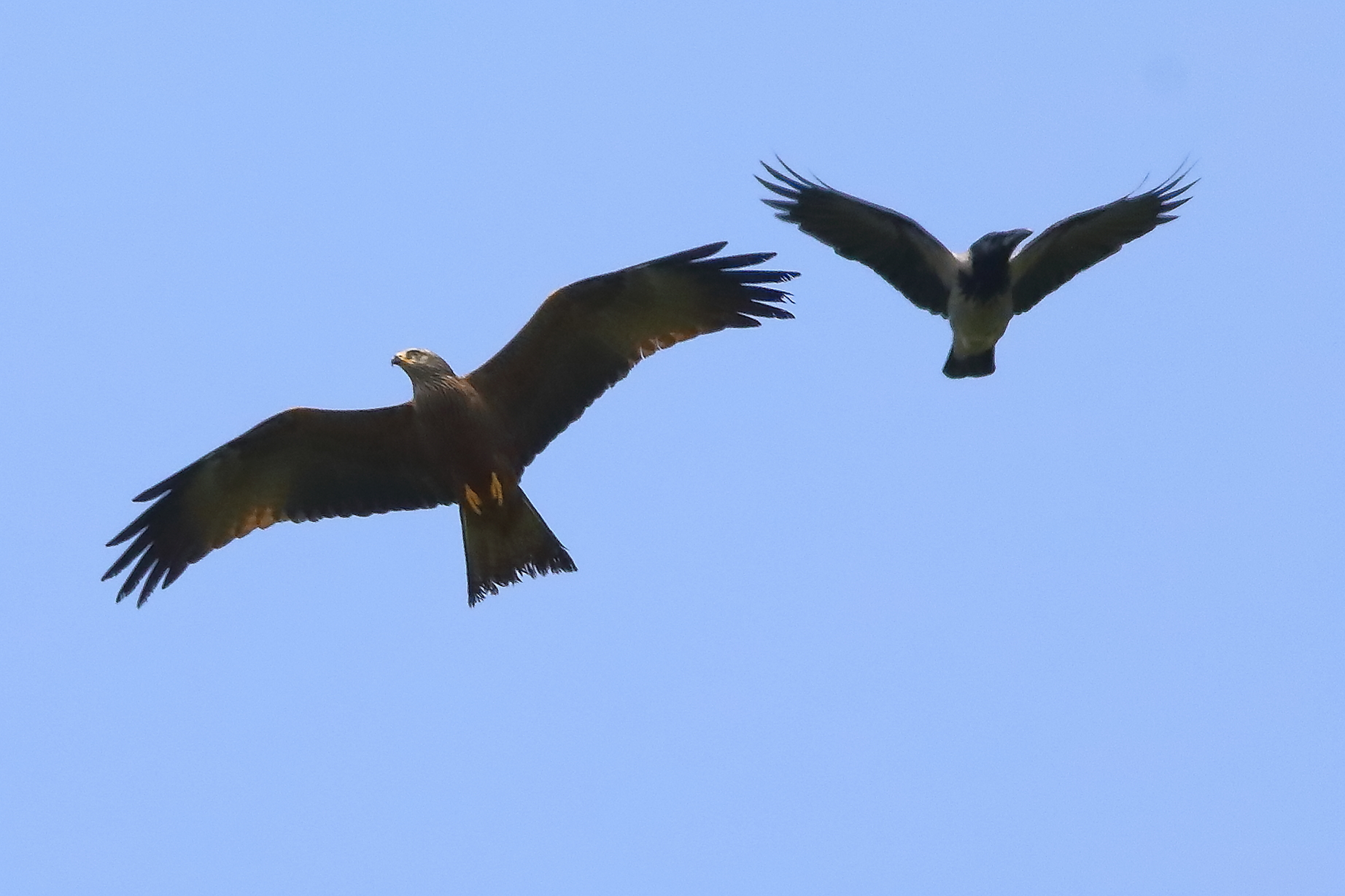 Nibbio bruno 11-04-2024 - 0102