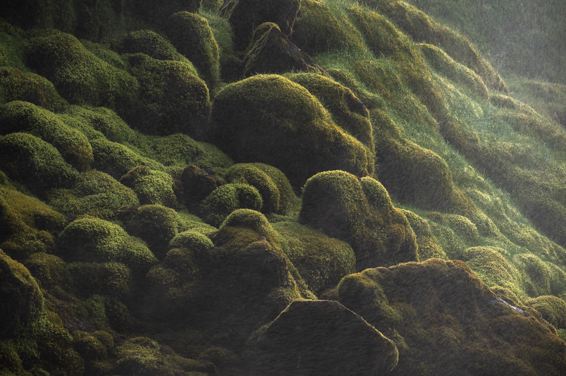 Mossy Storm