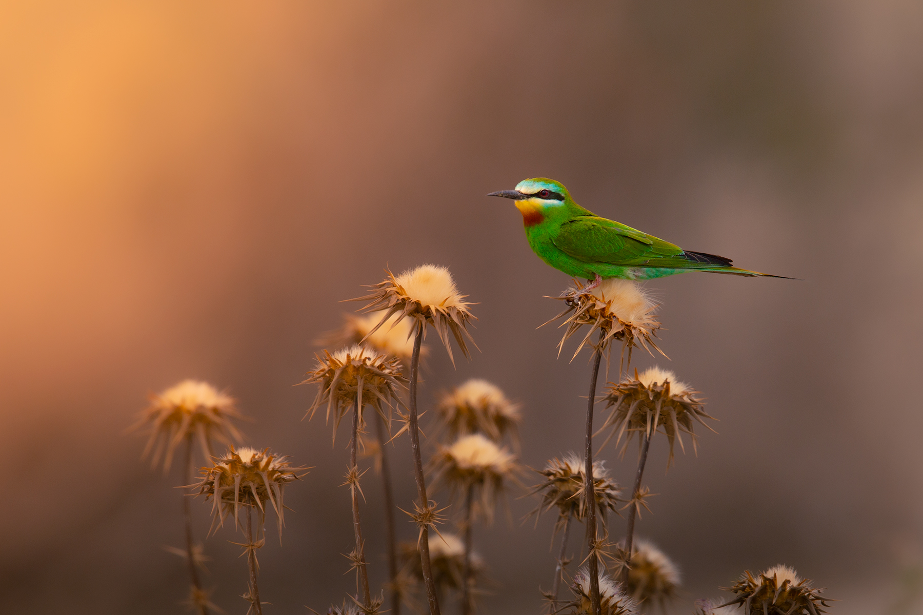 Gruccione dalle guance blu