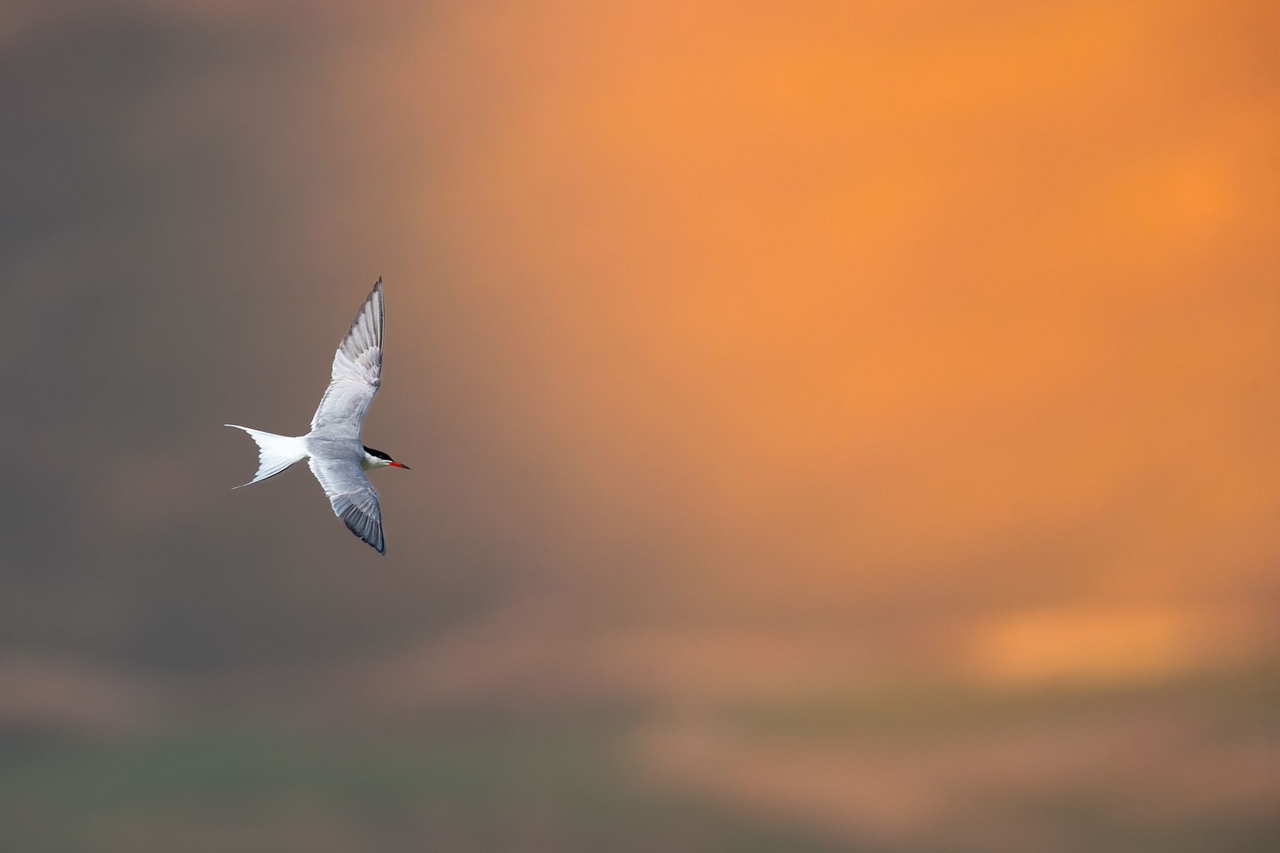 Tern
