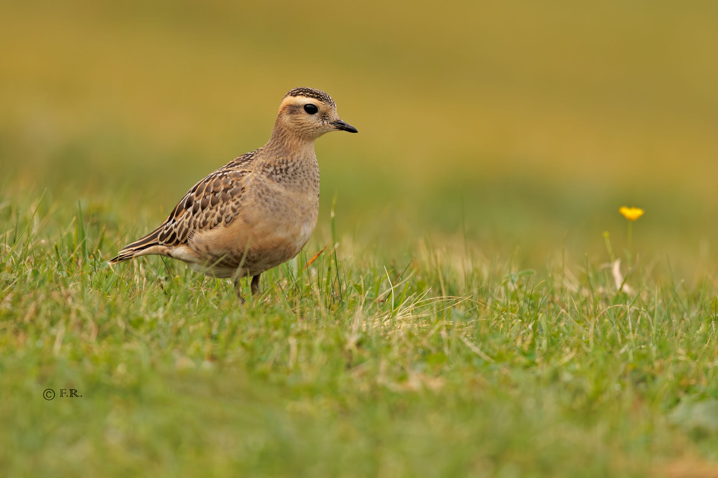 Tortolino Plover