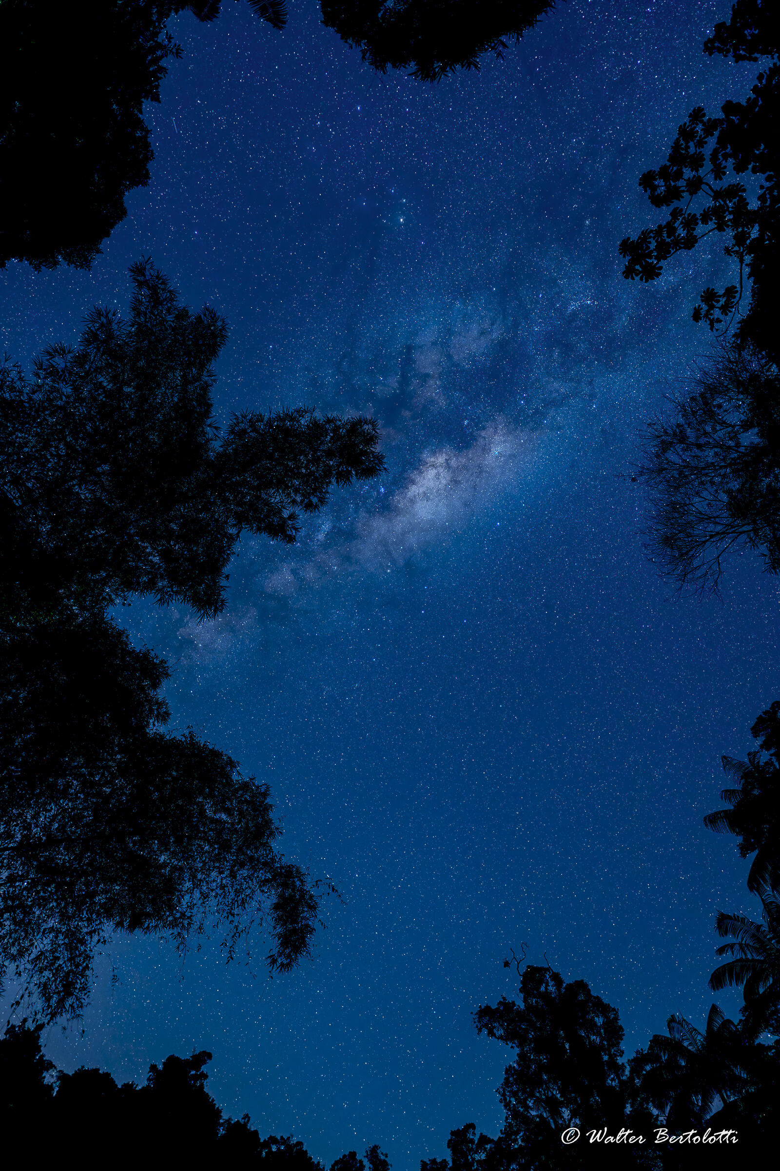 sopra la mata atlantica