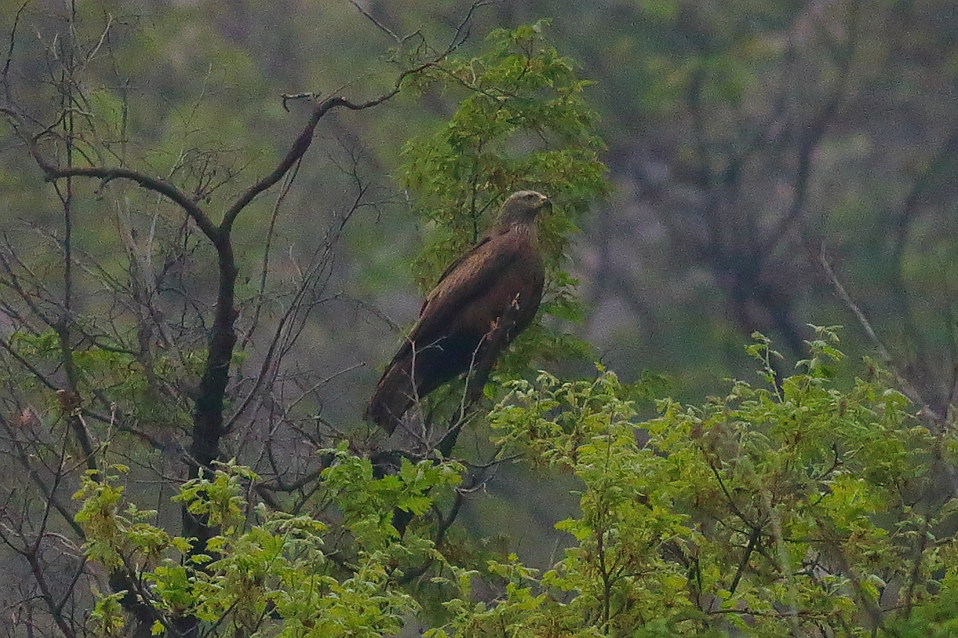 Nibbio bruno 09 aprile 2024 - 8091