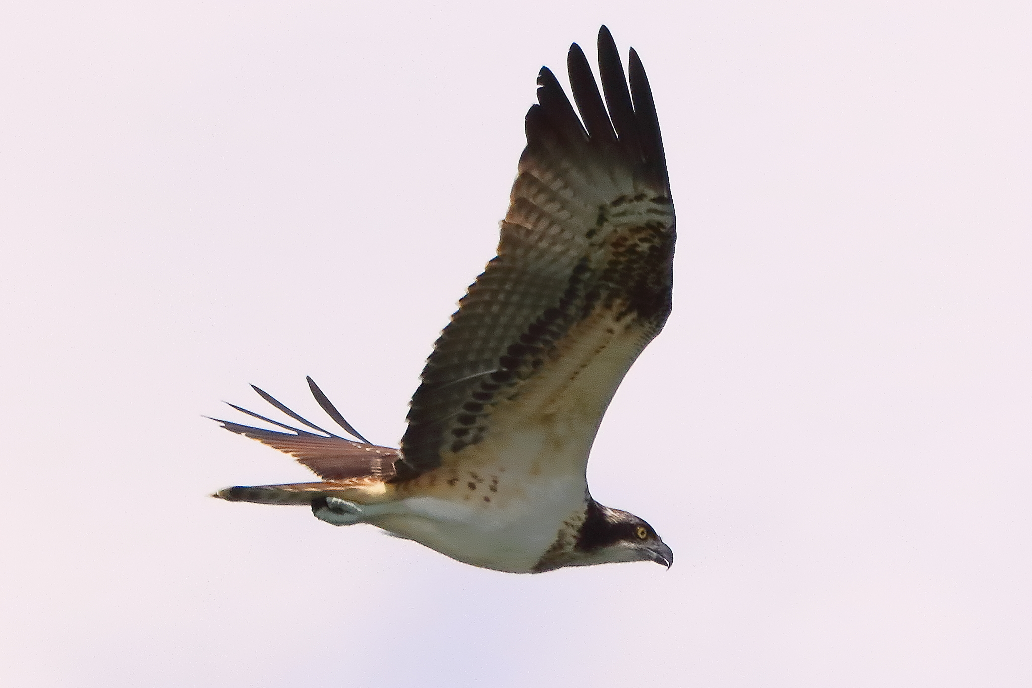 Falco pescatore 02 settembre 2021 - 0422