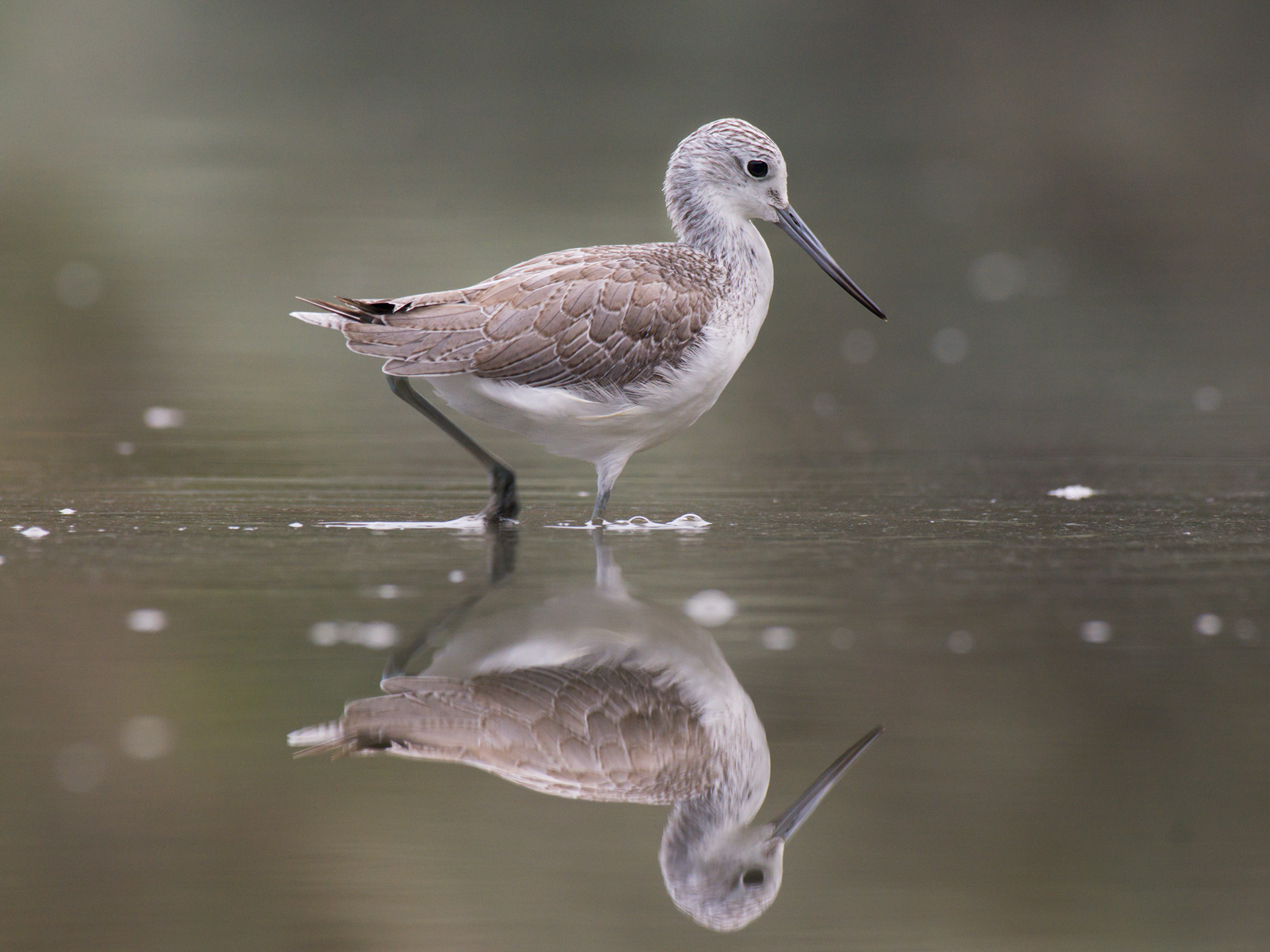 Greenshank