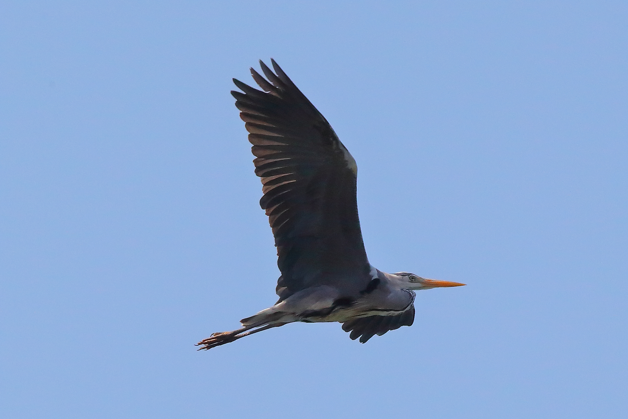 Cenerino 12 aprile 2024 - 8184