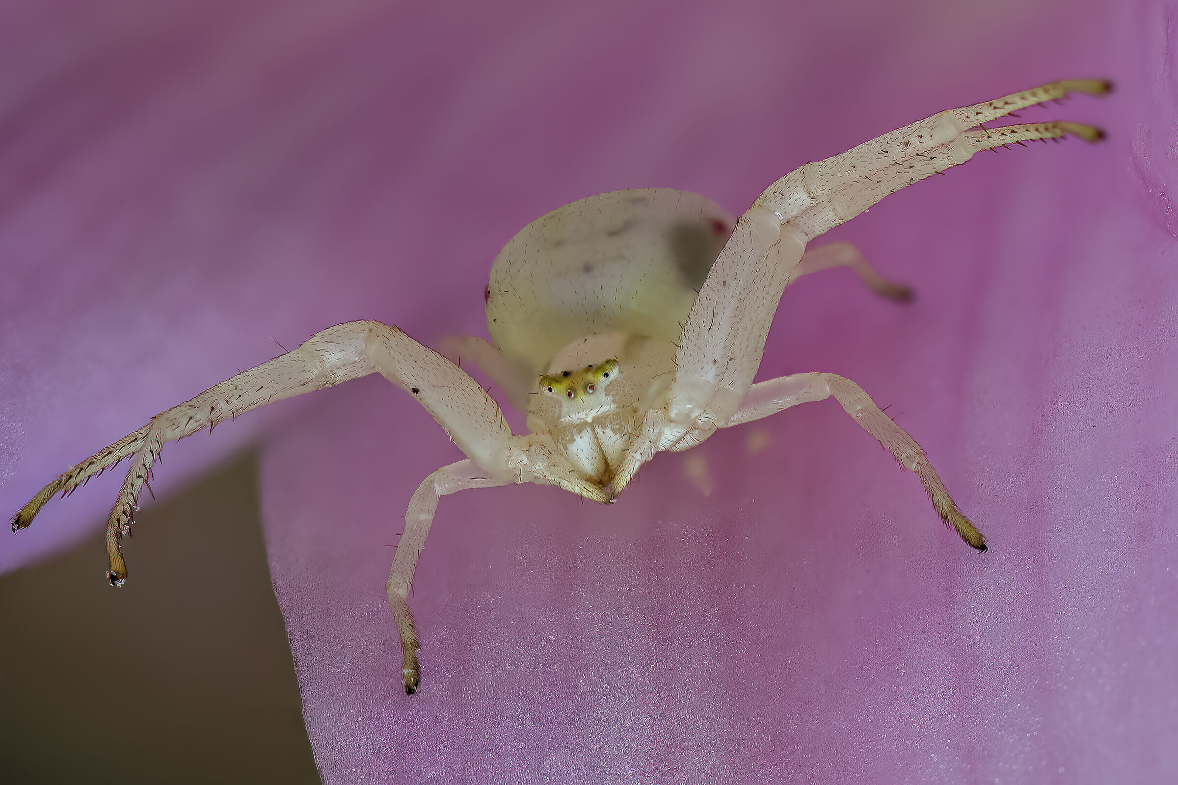 Tomsid lurking in the lily