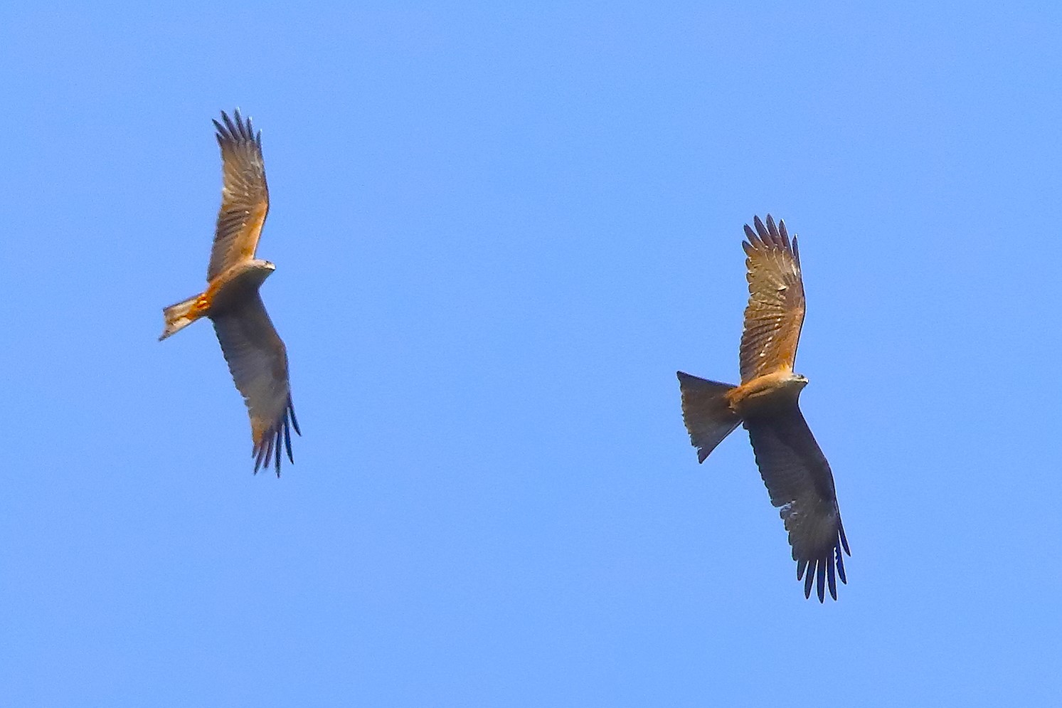 Nibbio bruno 11 aprile 2024 - 0146