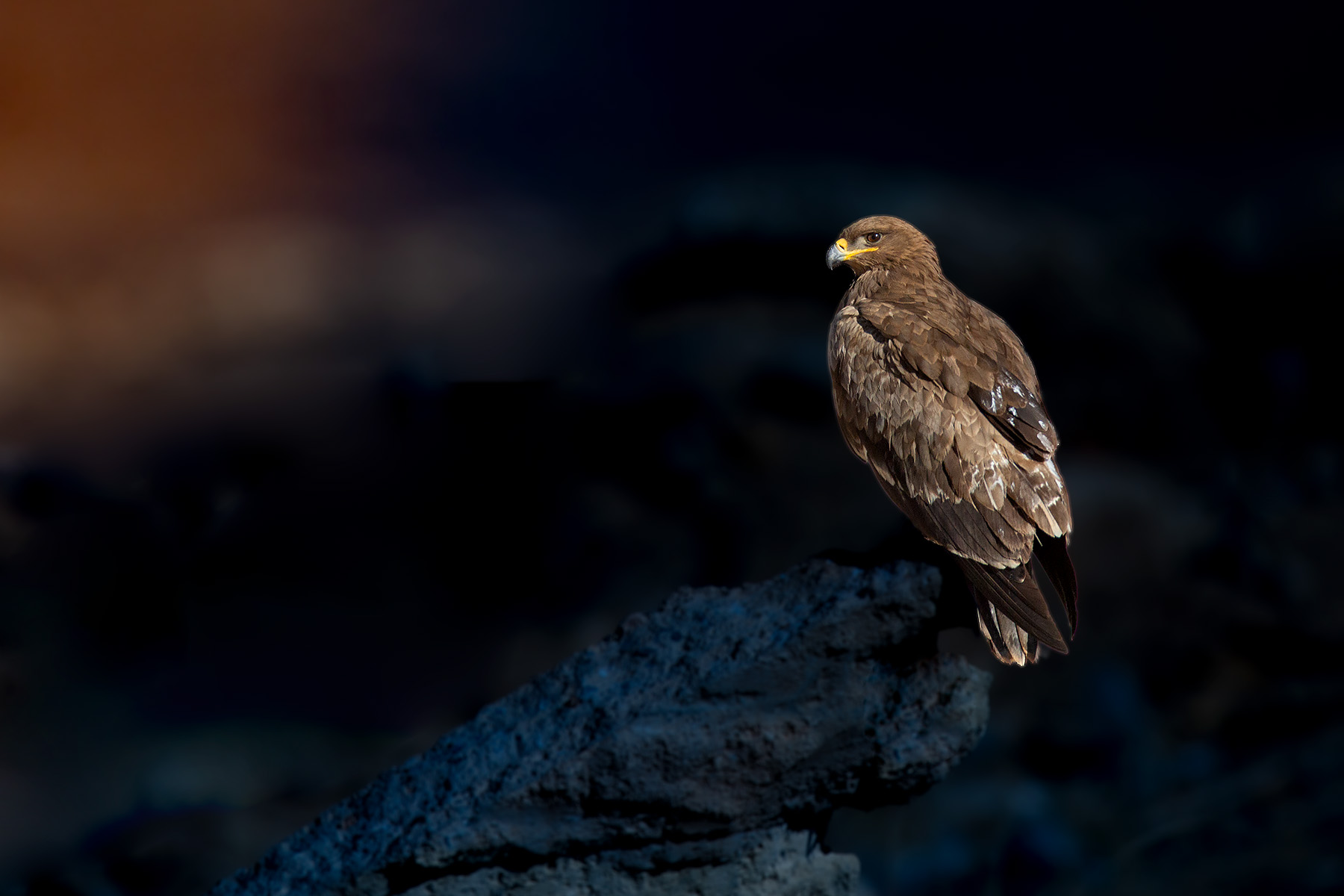 Steppe eagle