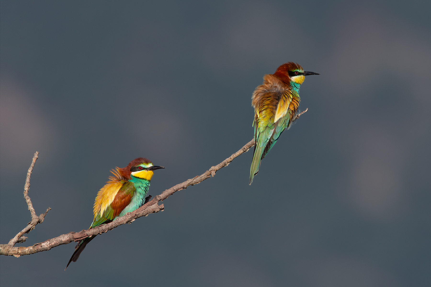 European bee-eater