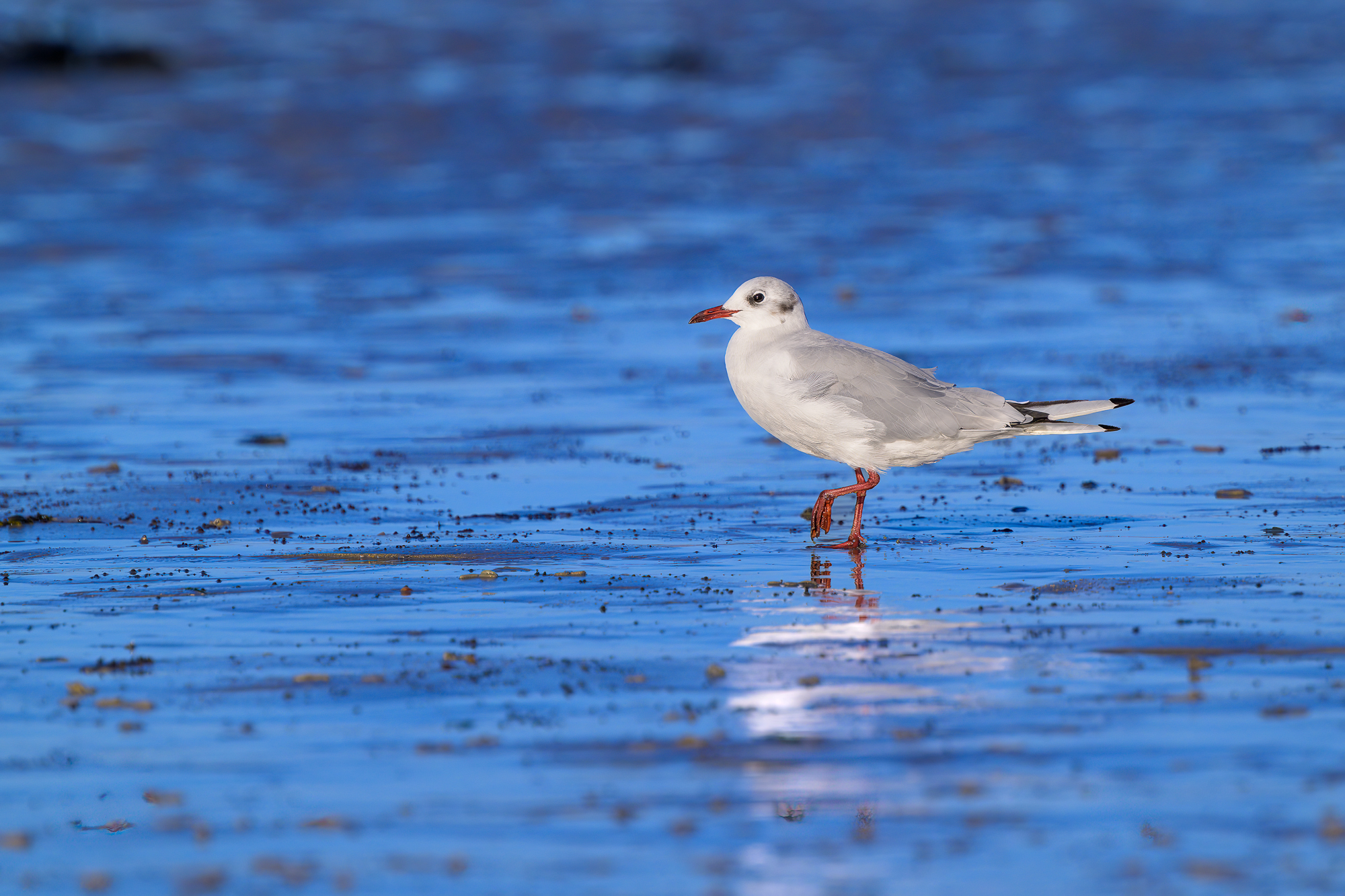 Black-headed gull