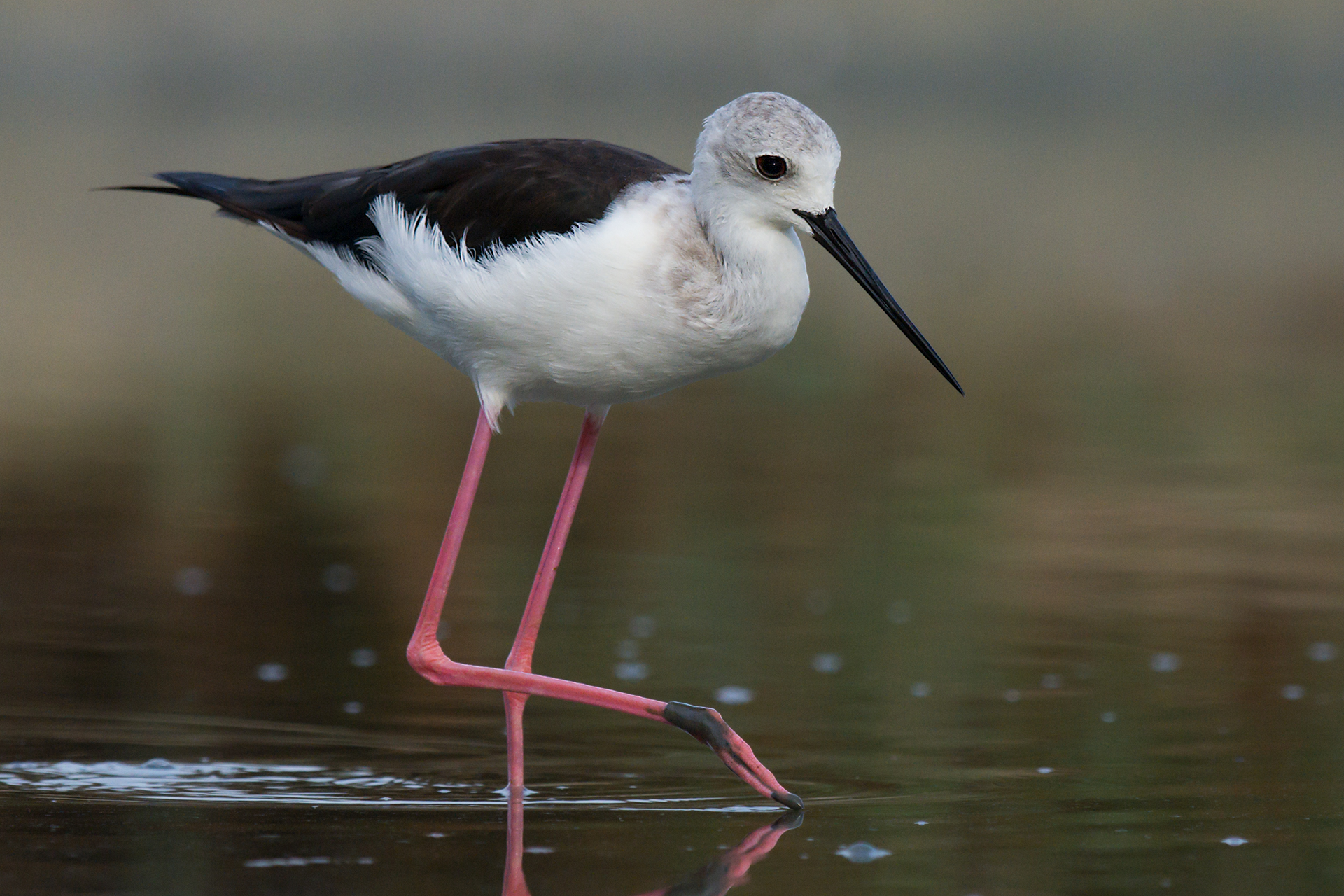Black-winged Stilt