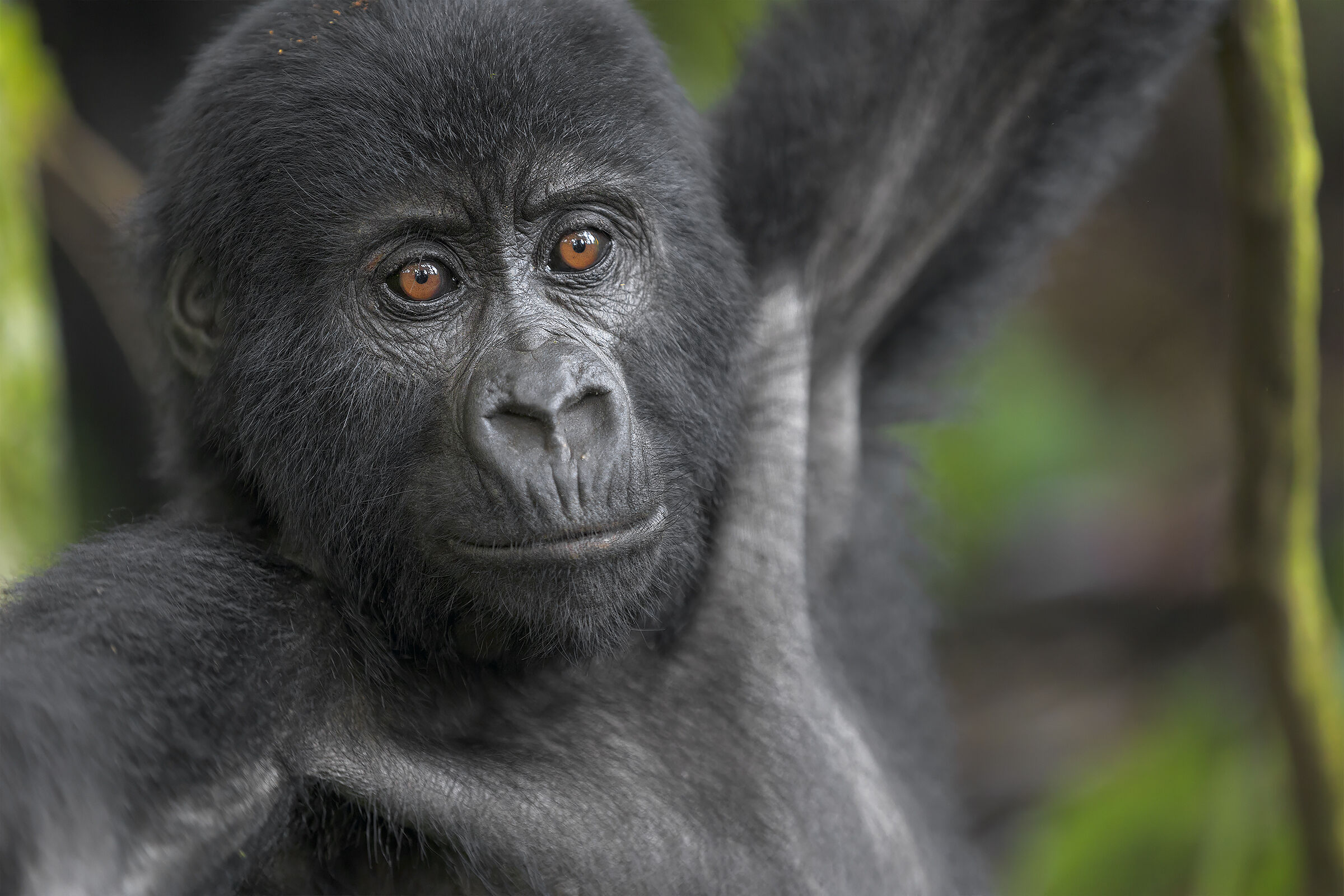 Giovane gorilla