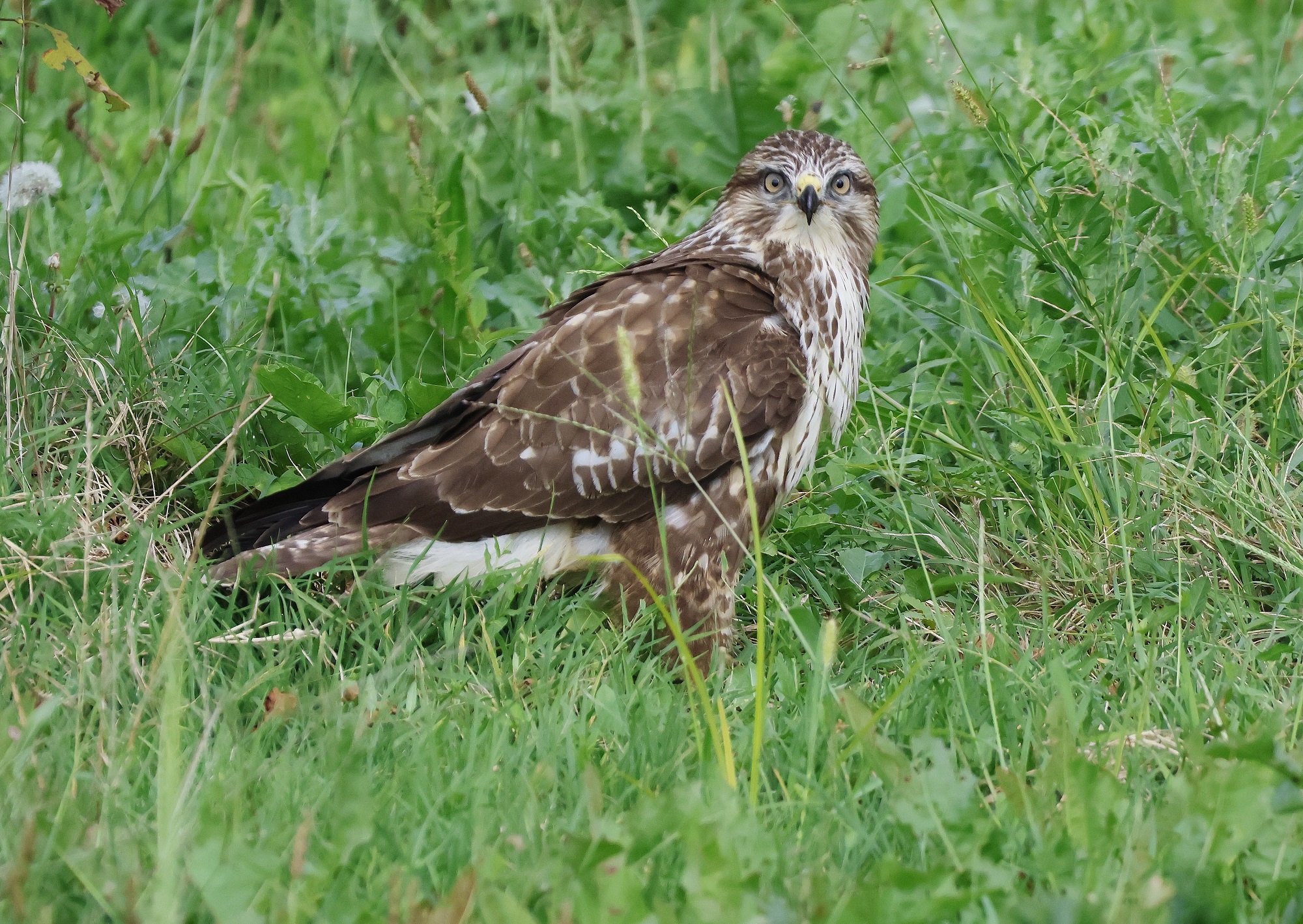 the gaze of the buzzard...