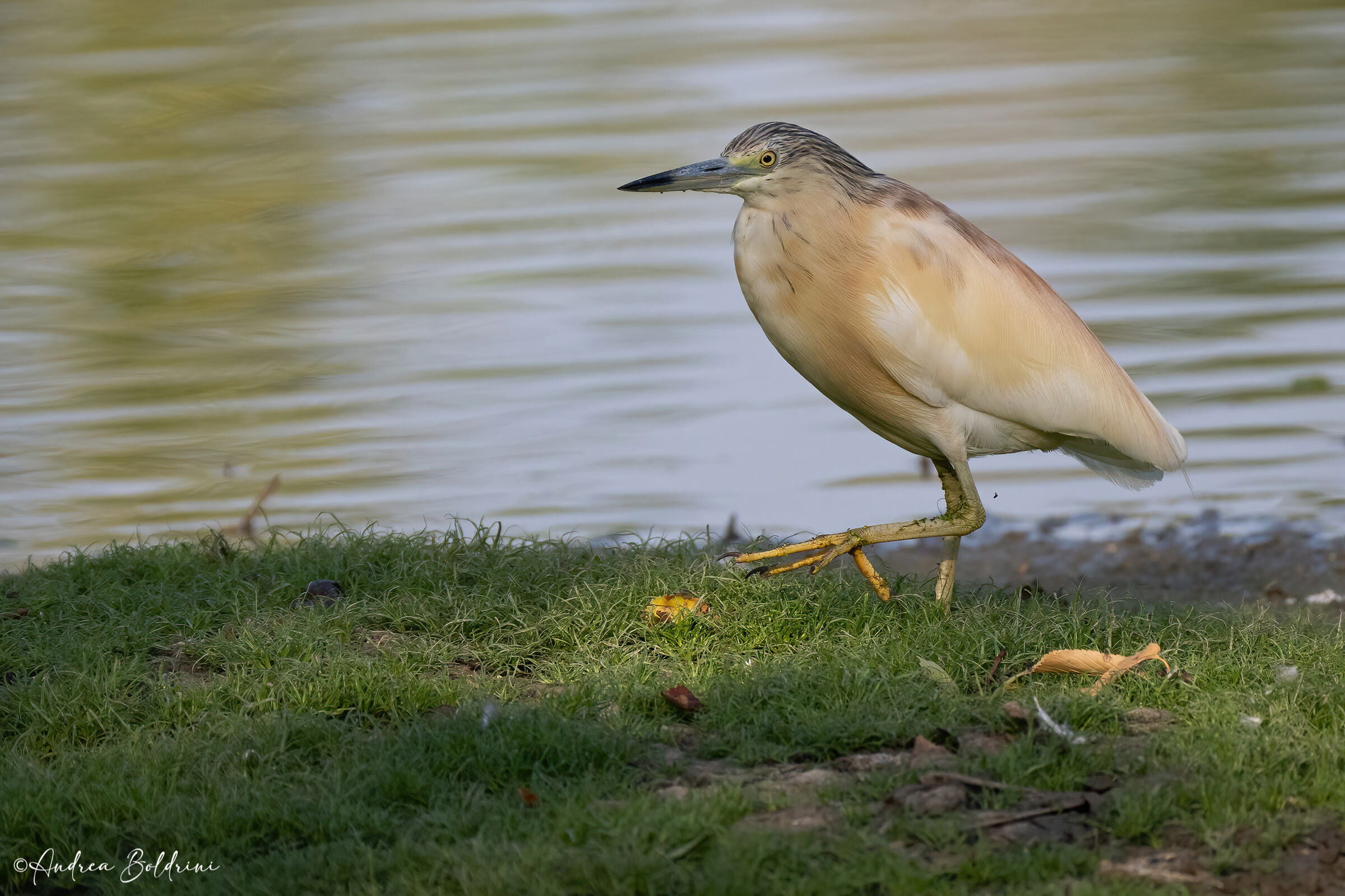 Squacco heron