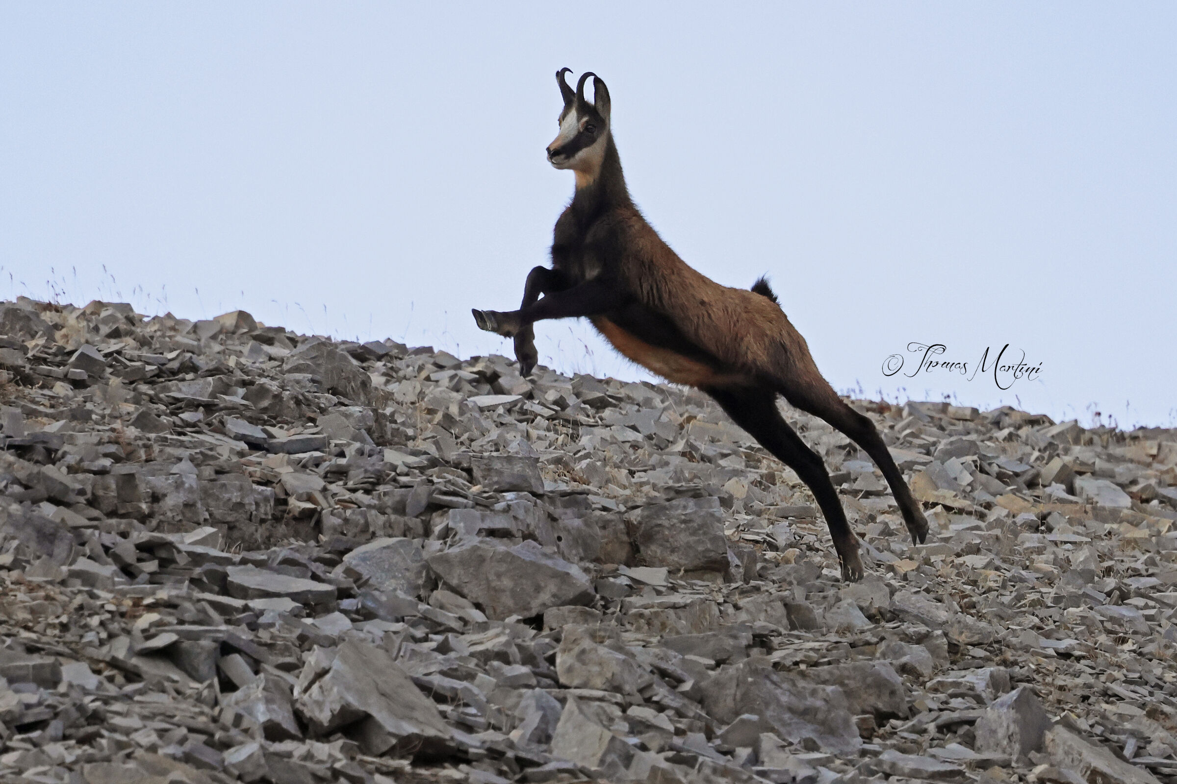 The Great Leap