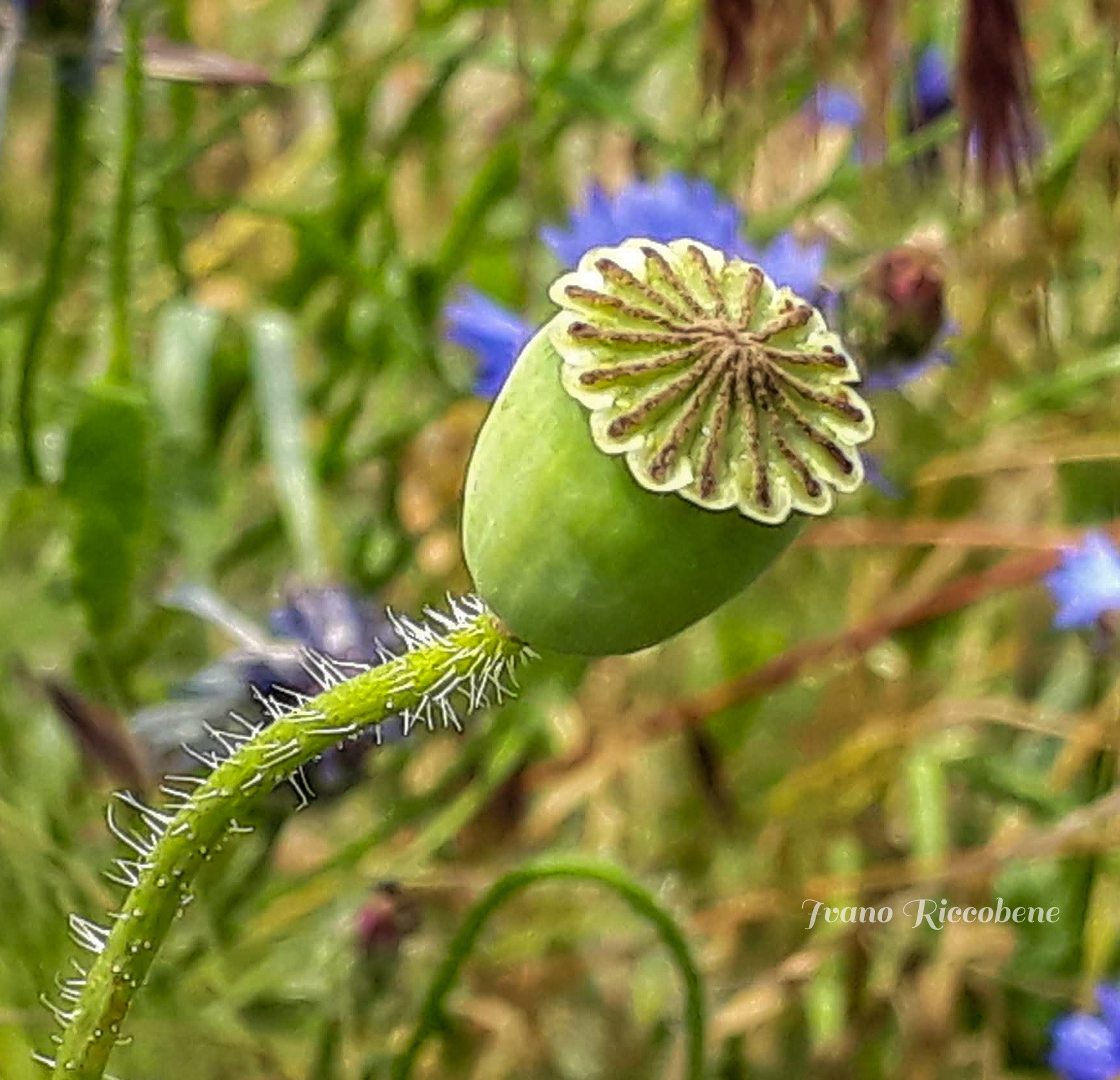 Stelo di papavero