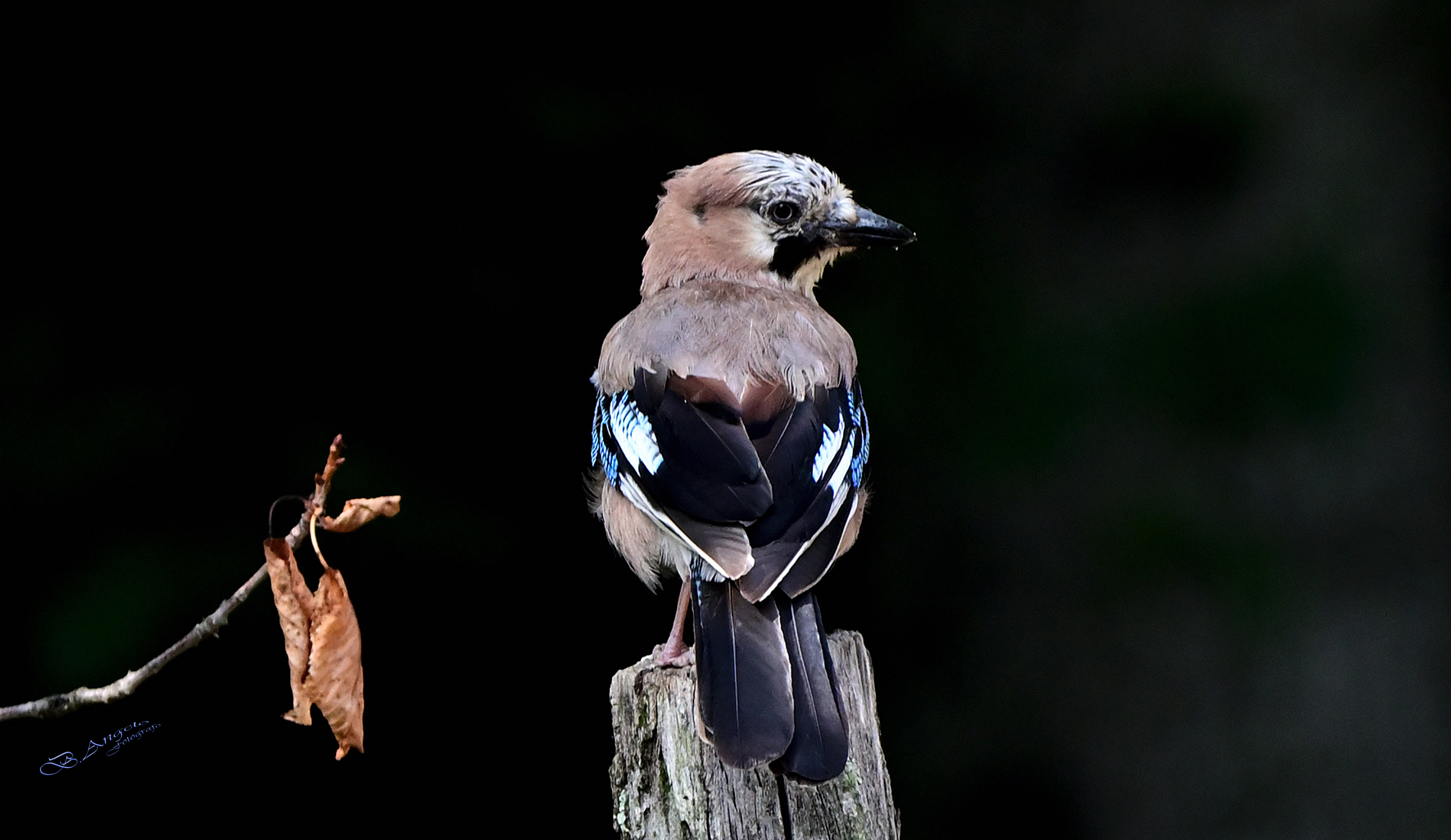 " ti ho sentito, è "  (Ghiandaia)
