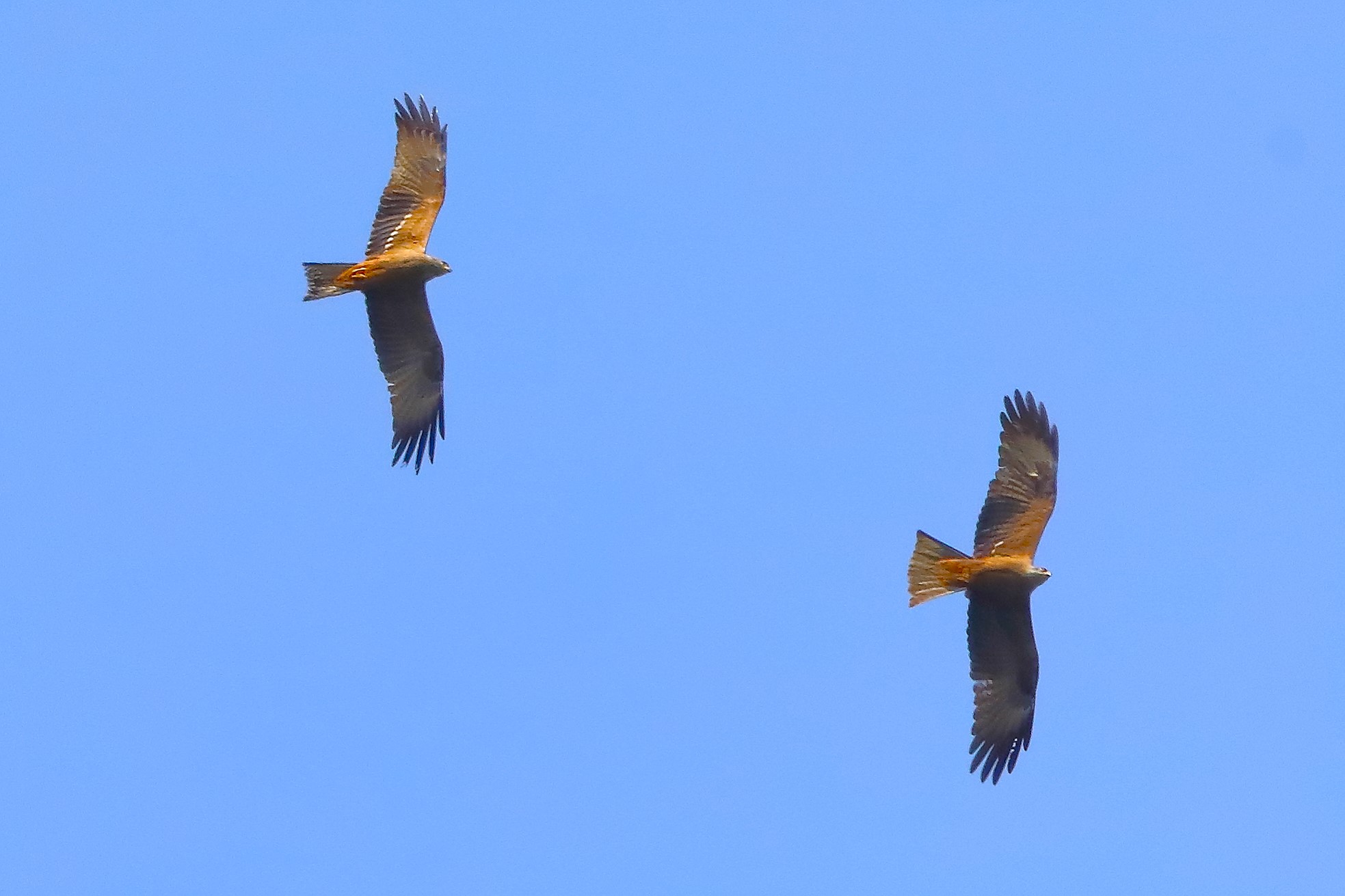 Nibbio bruno 11 aprile 2024 - 0148