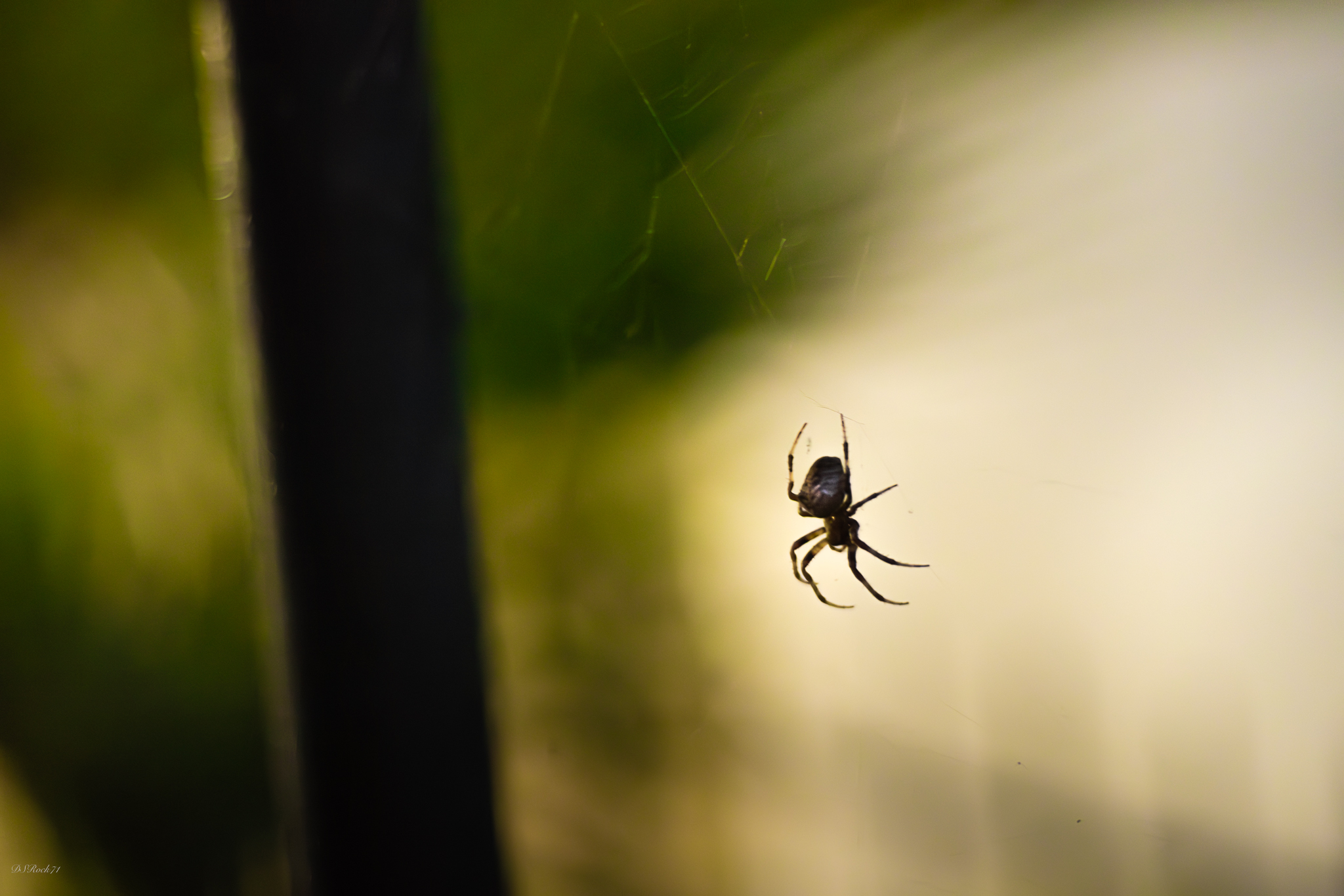 The spider under my house