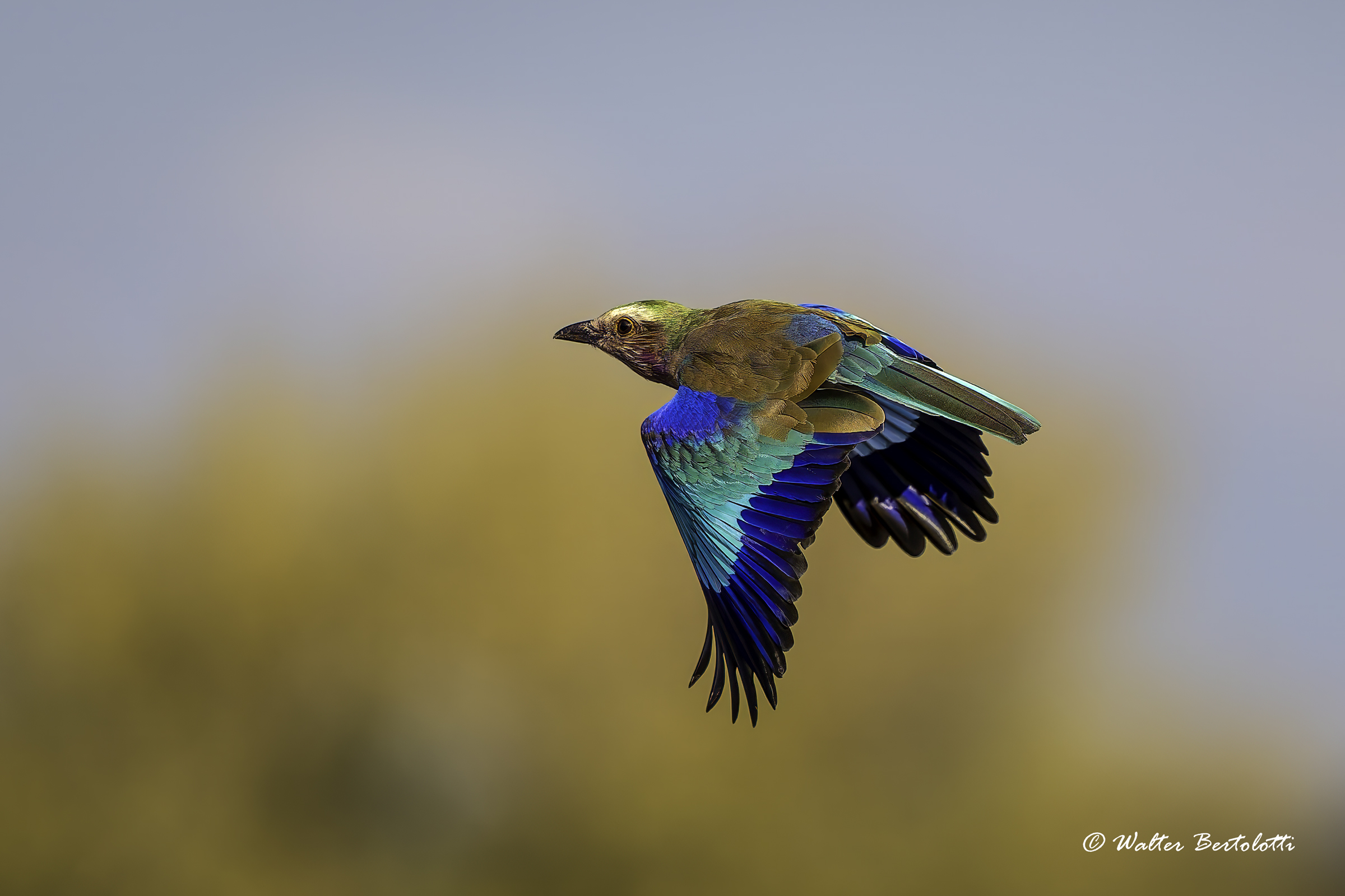 l'arcobaleno volante